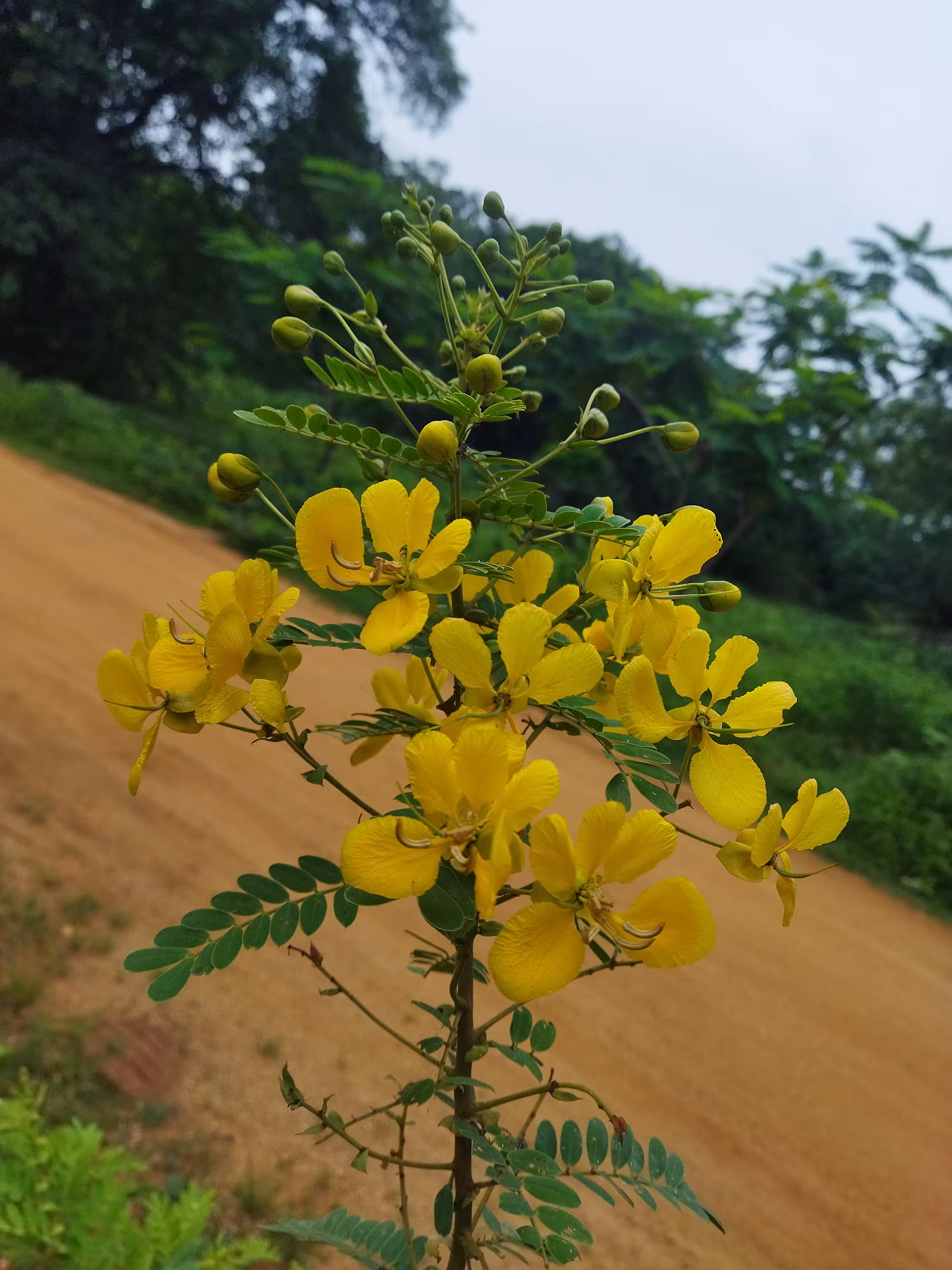 Tanners Cassia Flowers 
