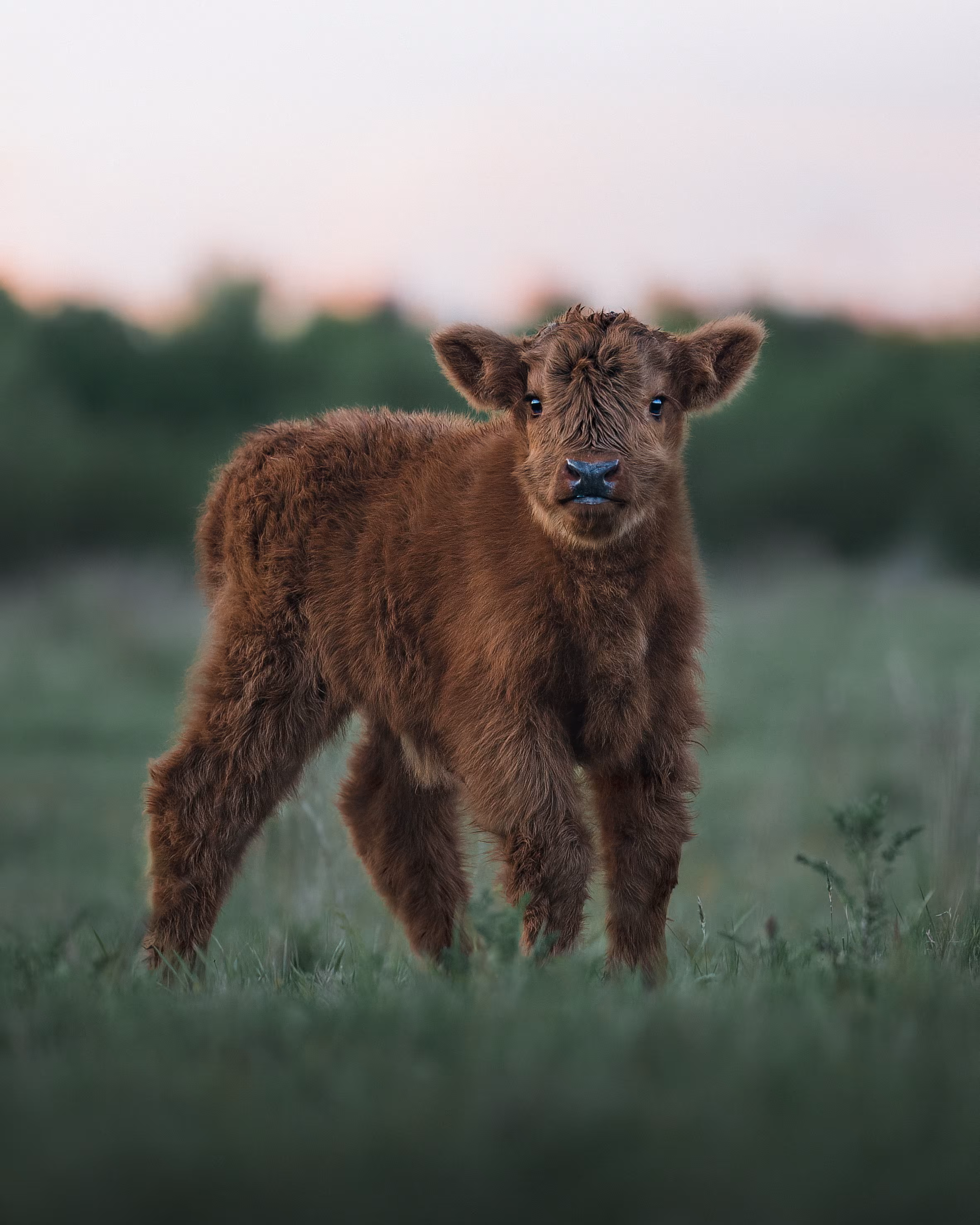 Sunset Teddy