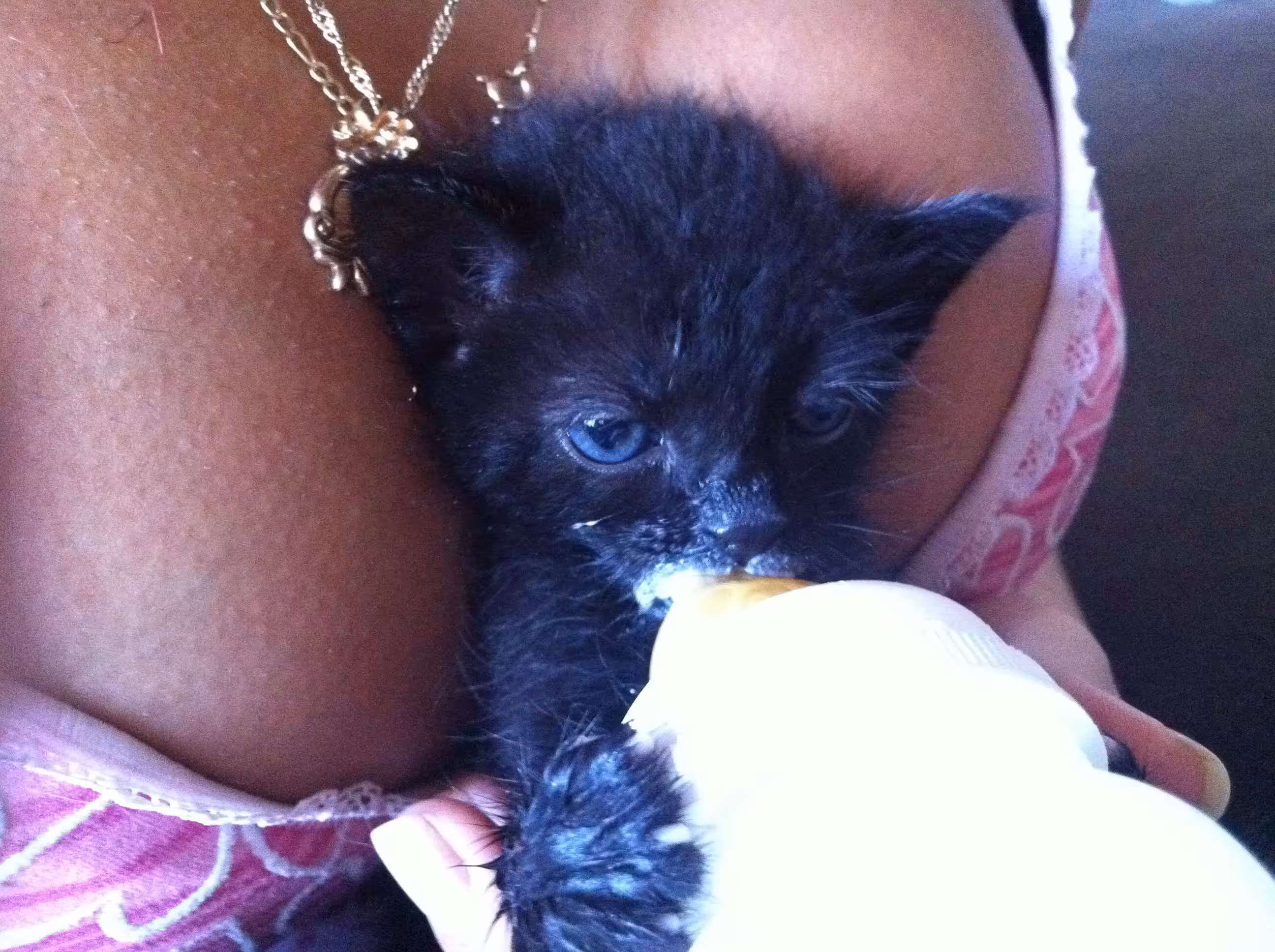 Baby Cat - F