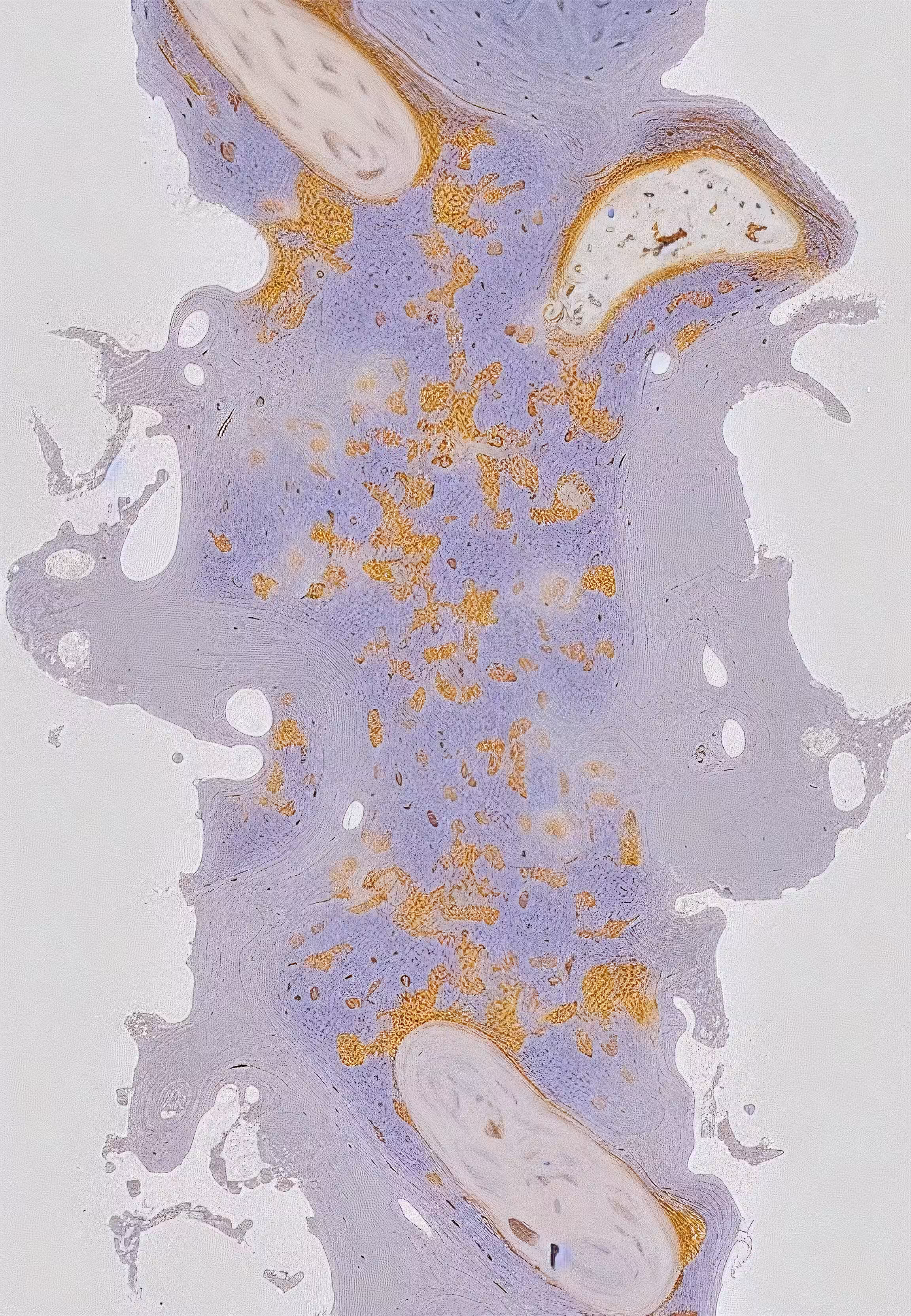 Histologia In Silico #43