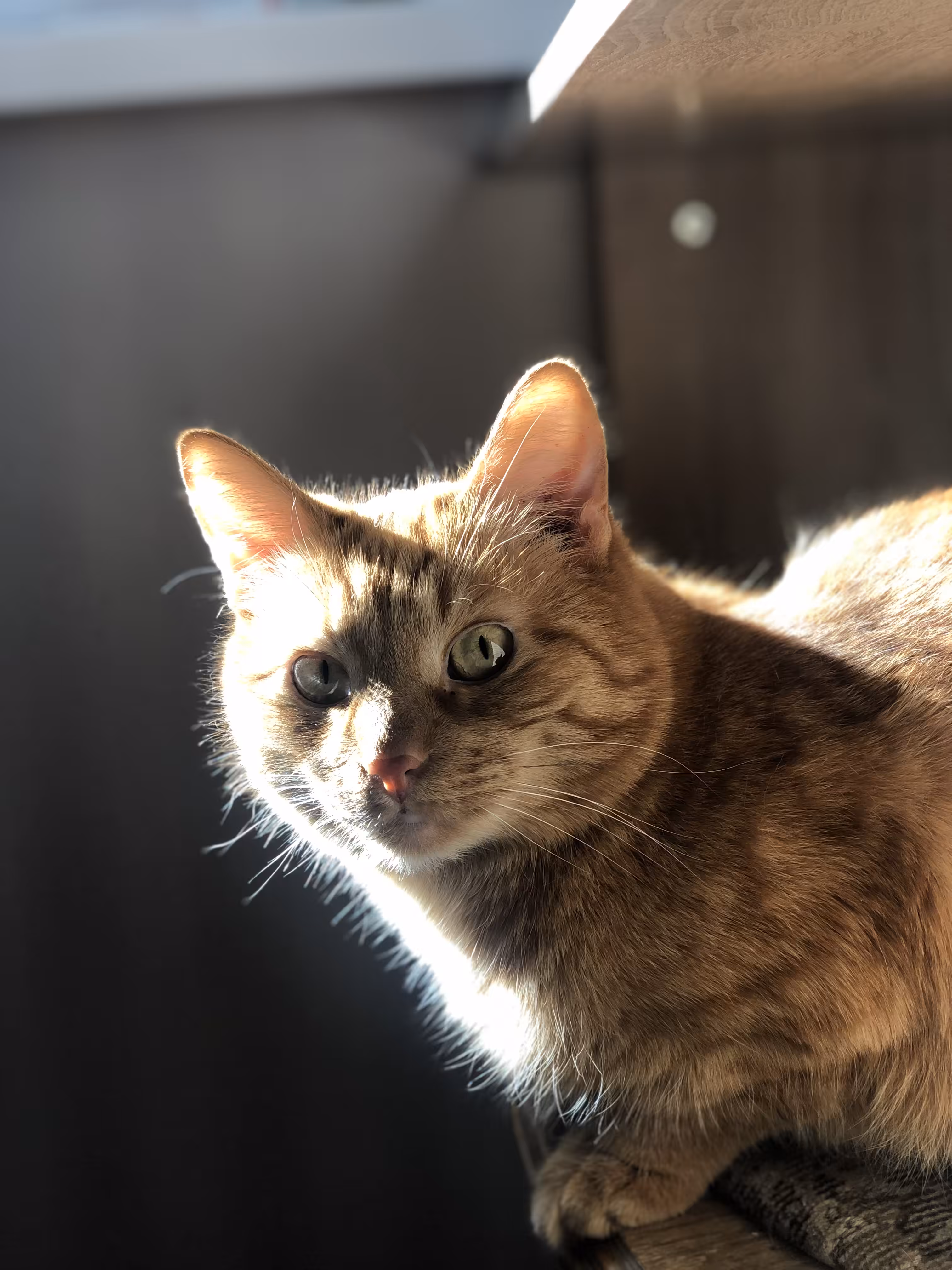 Sunny cat