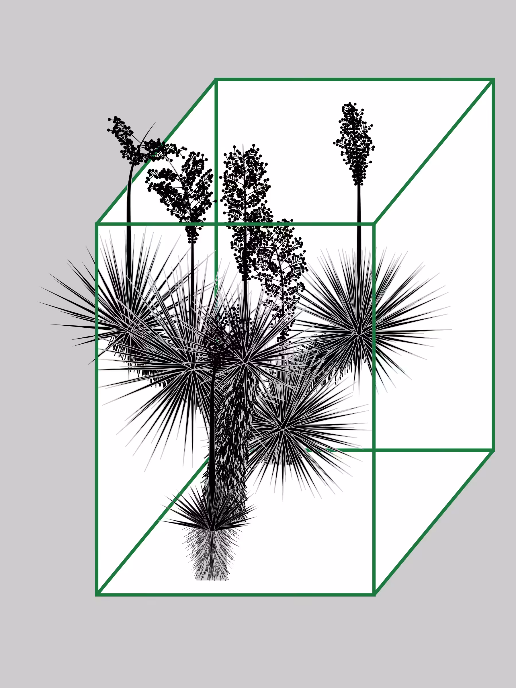 Marfa Yucca #87