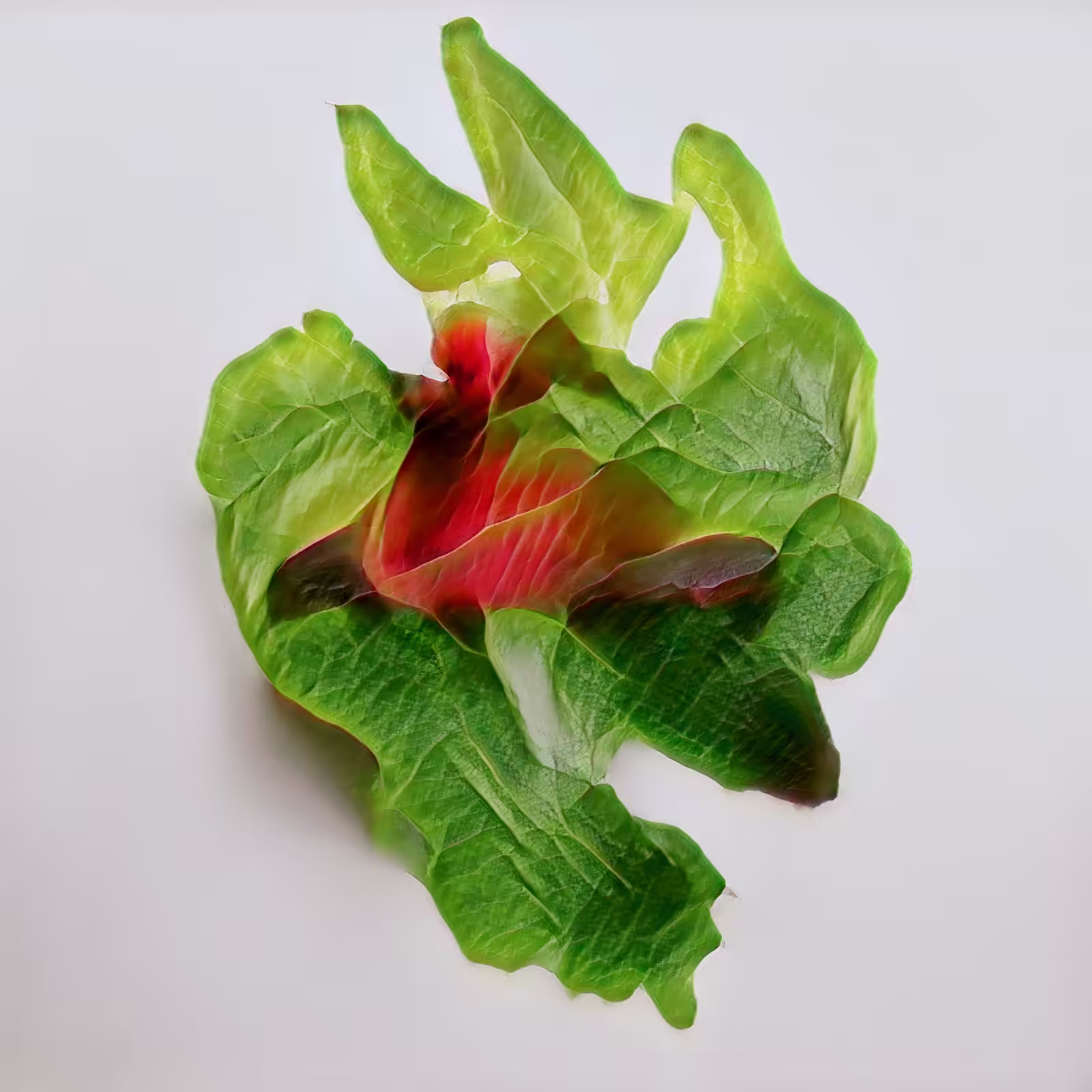Today at the HEN farmers market: Scarlet Butterhead Latenttuce