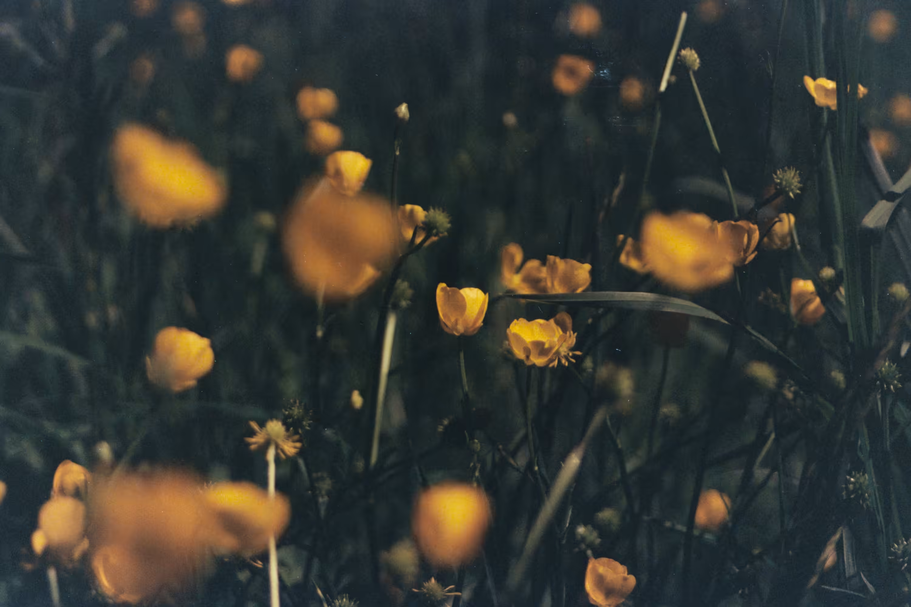 Buttercup