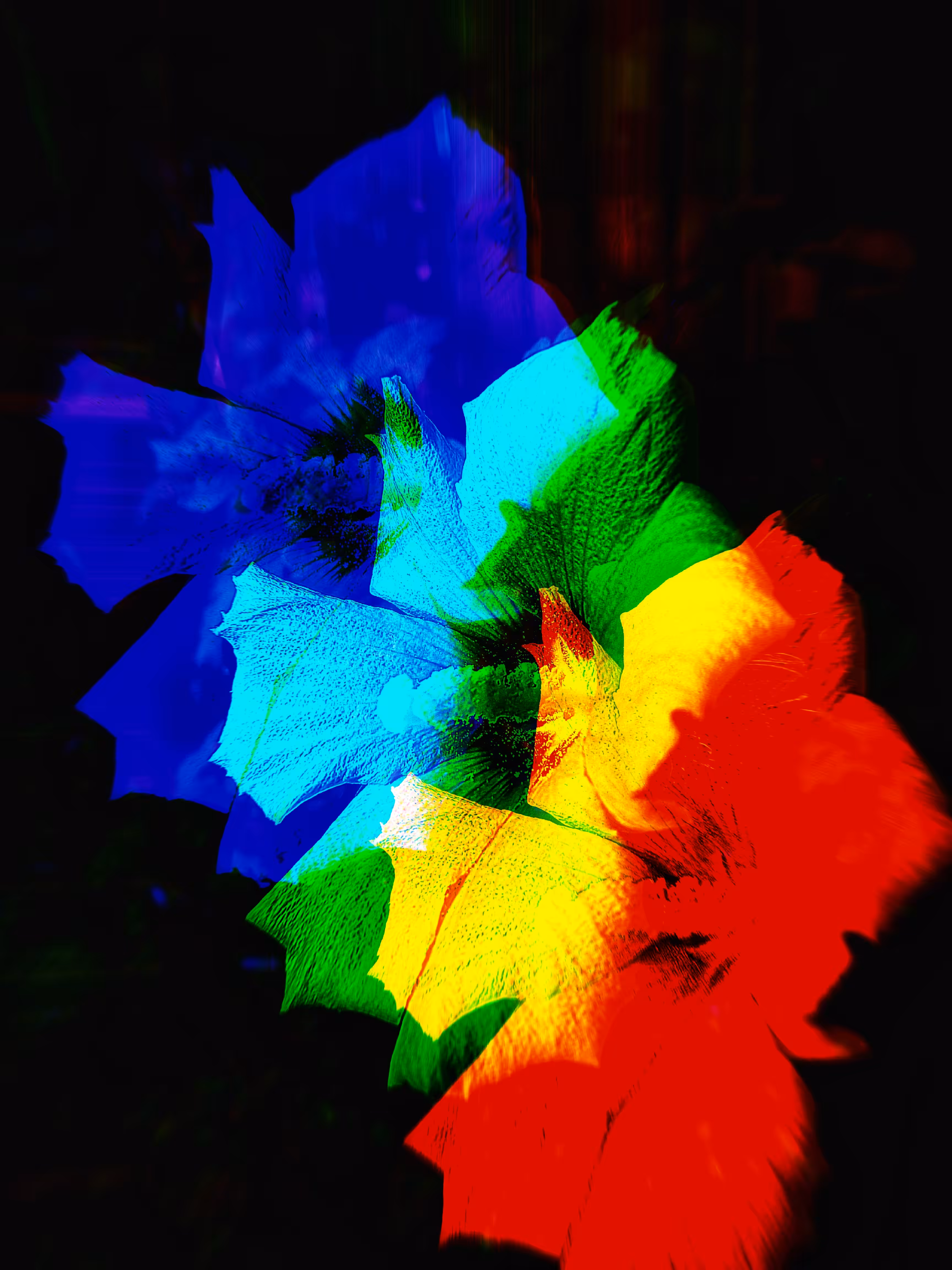 Three Flowers