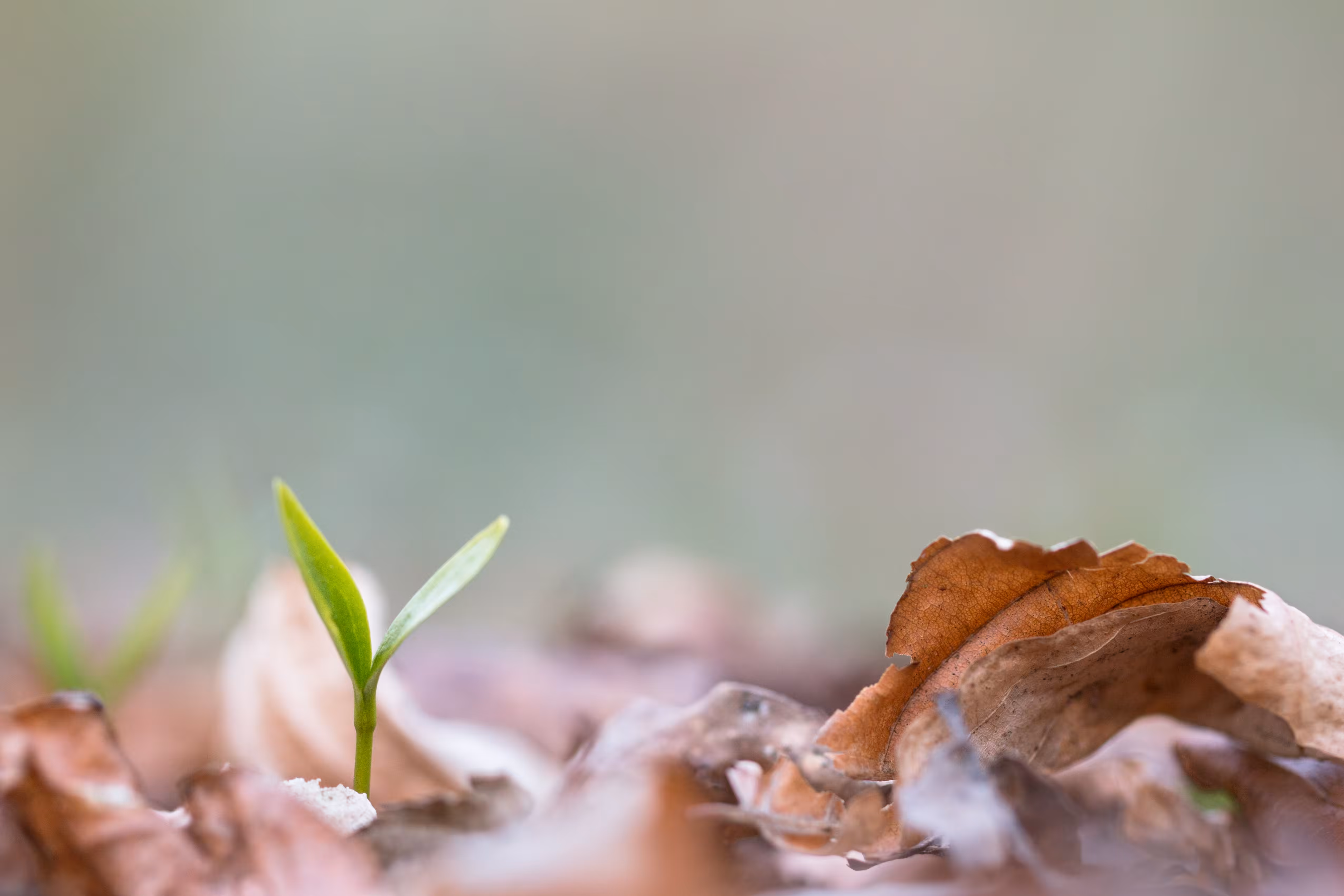 GROW - everything starts small