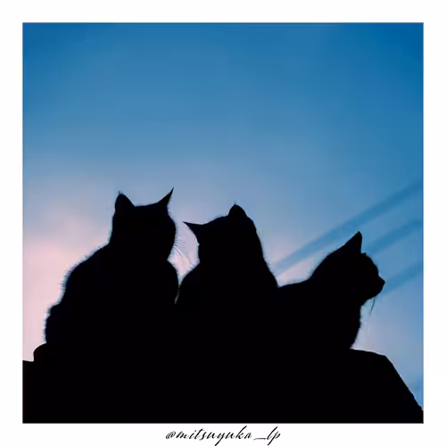 Cat Silhouette #002