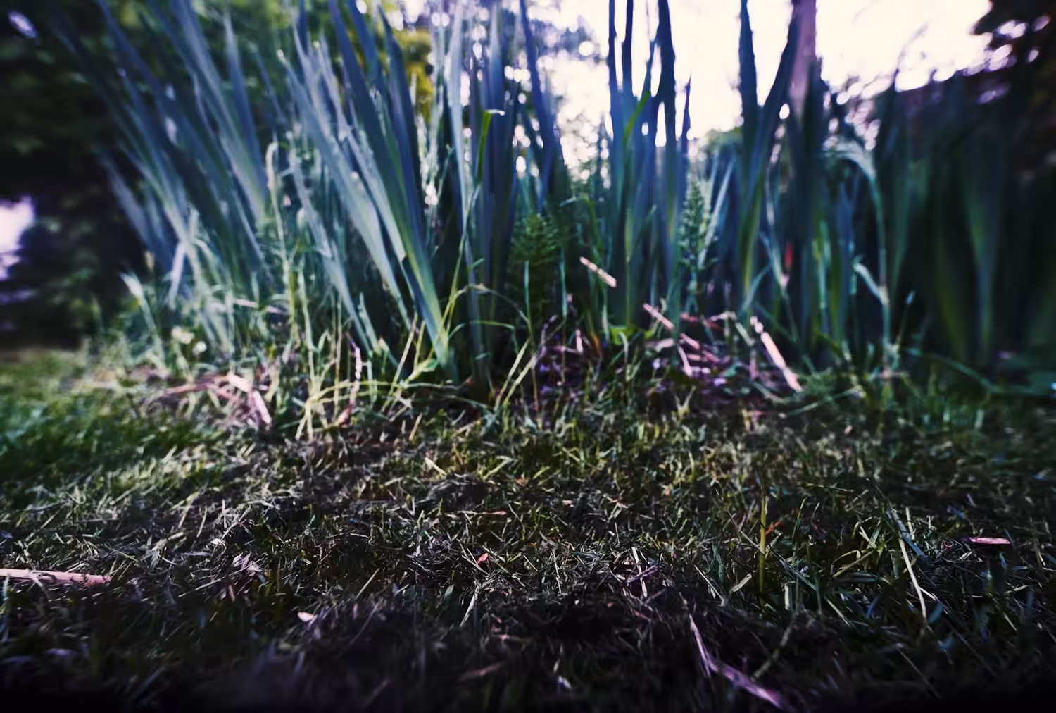 watching grass grow
