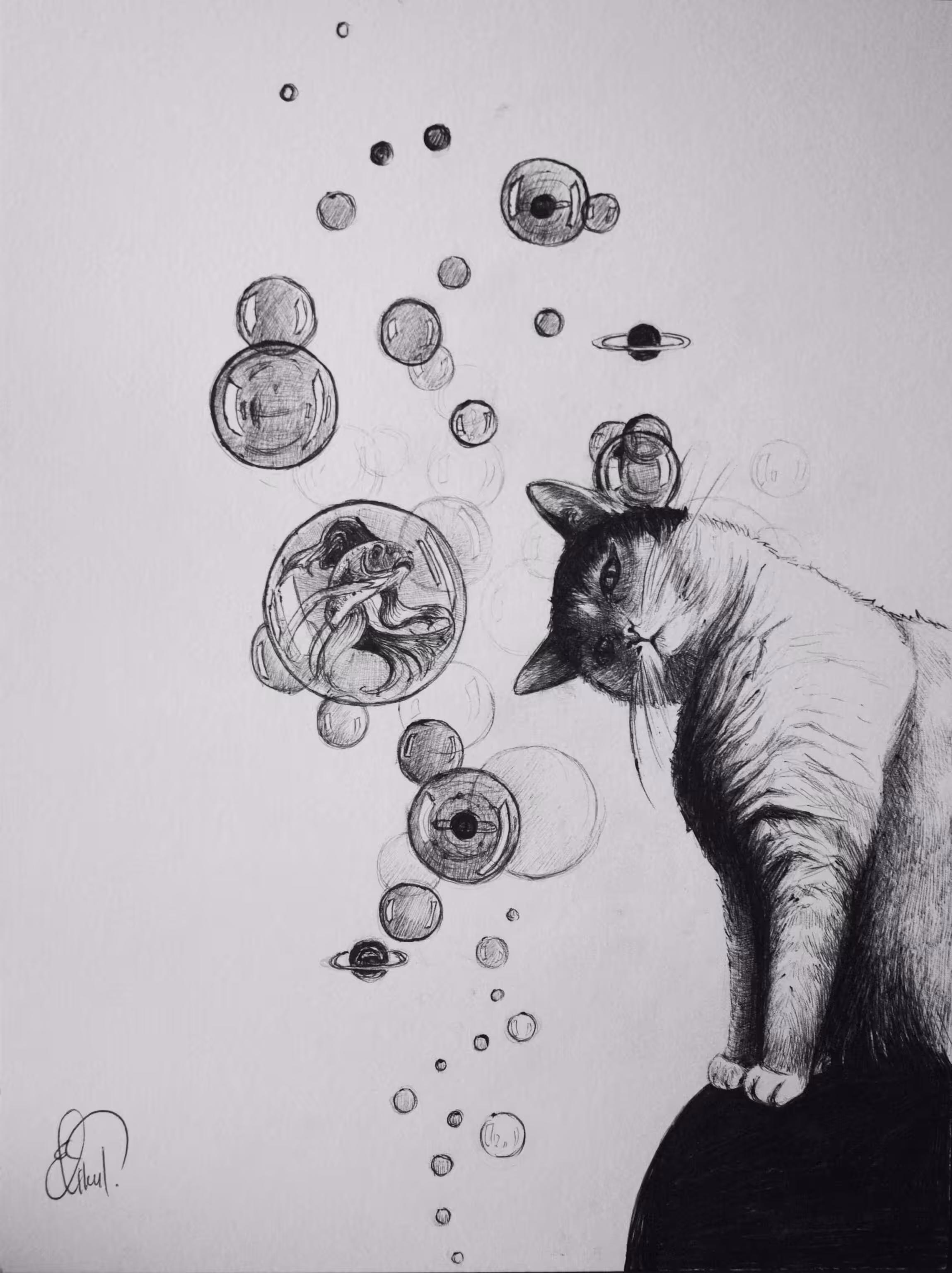 CAT VISION