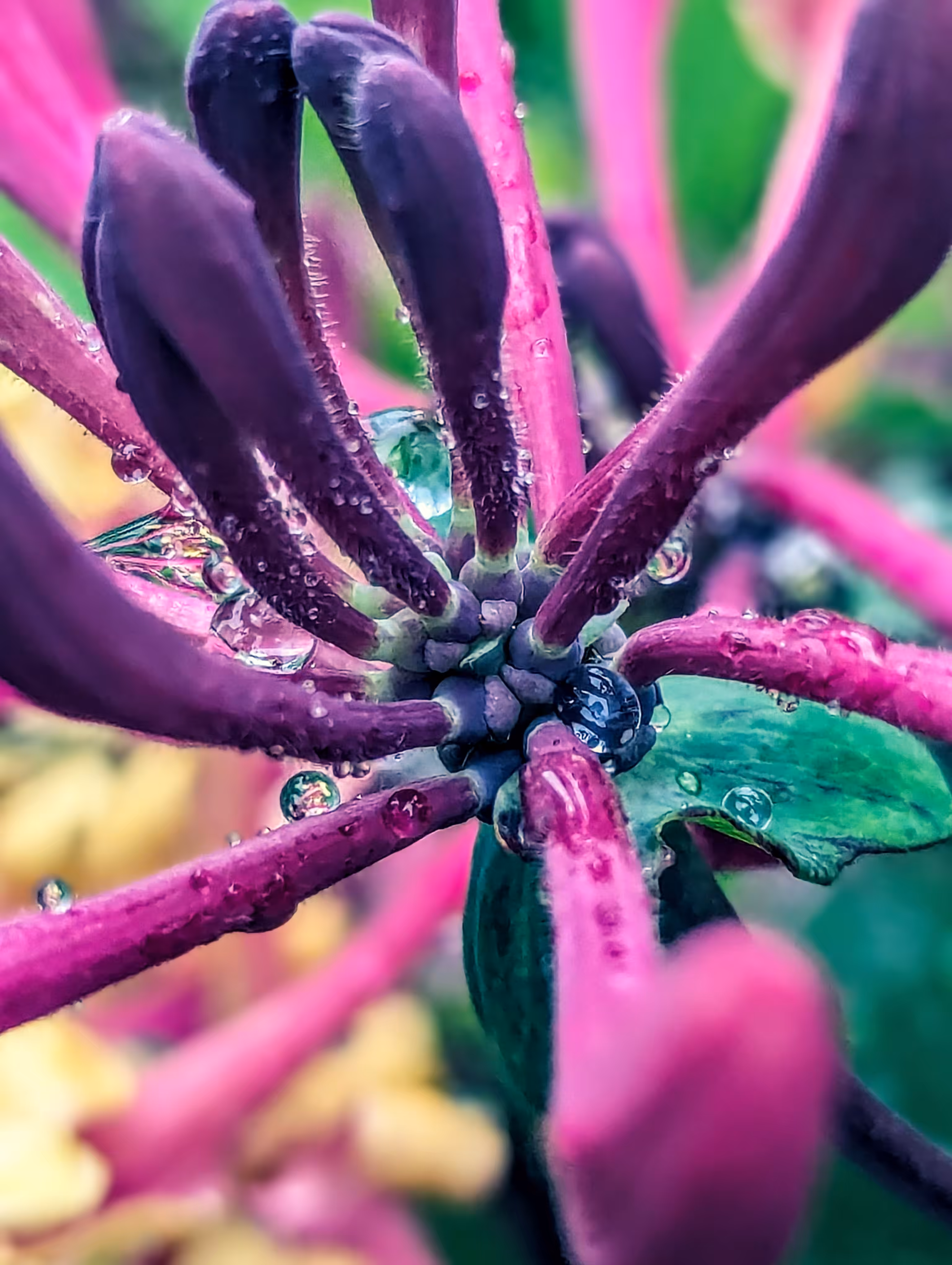 Noble honeysuckle