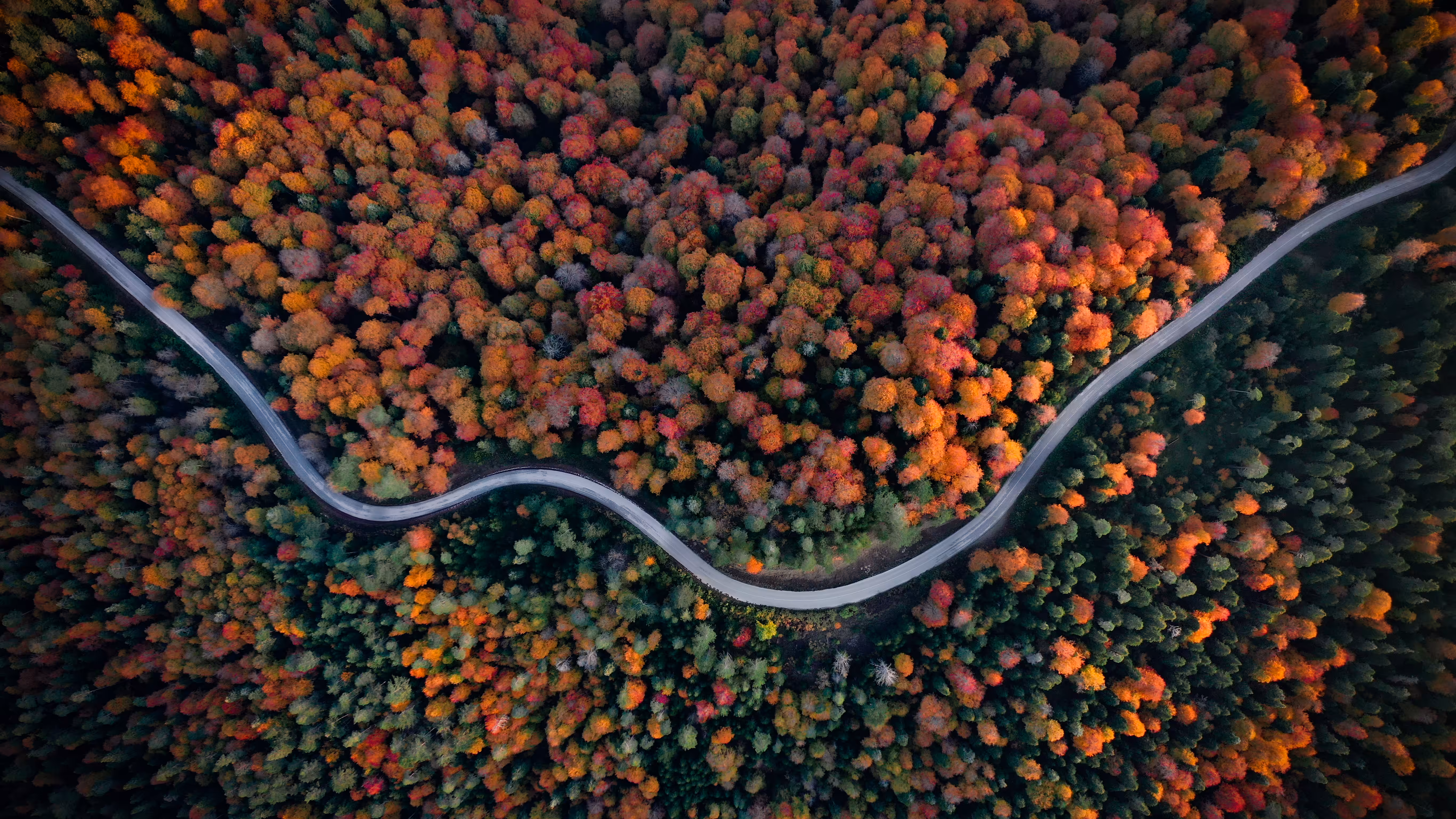 SEASON OF COLORFUL DREAMS