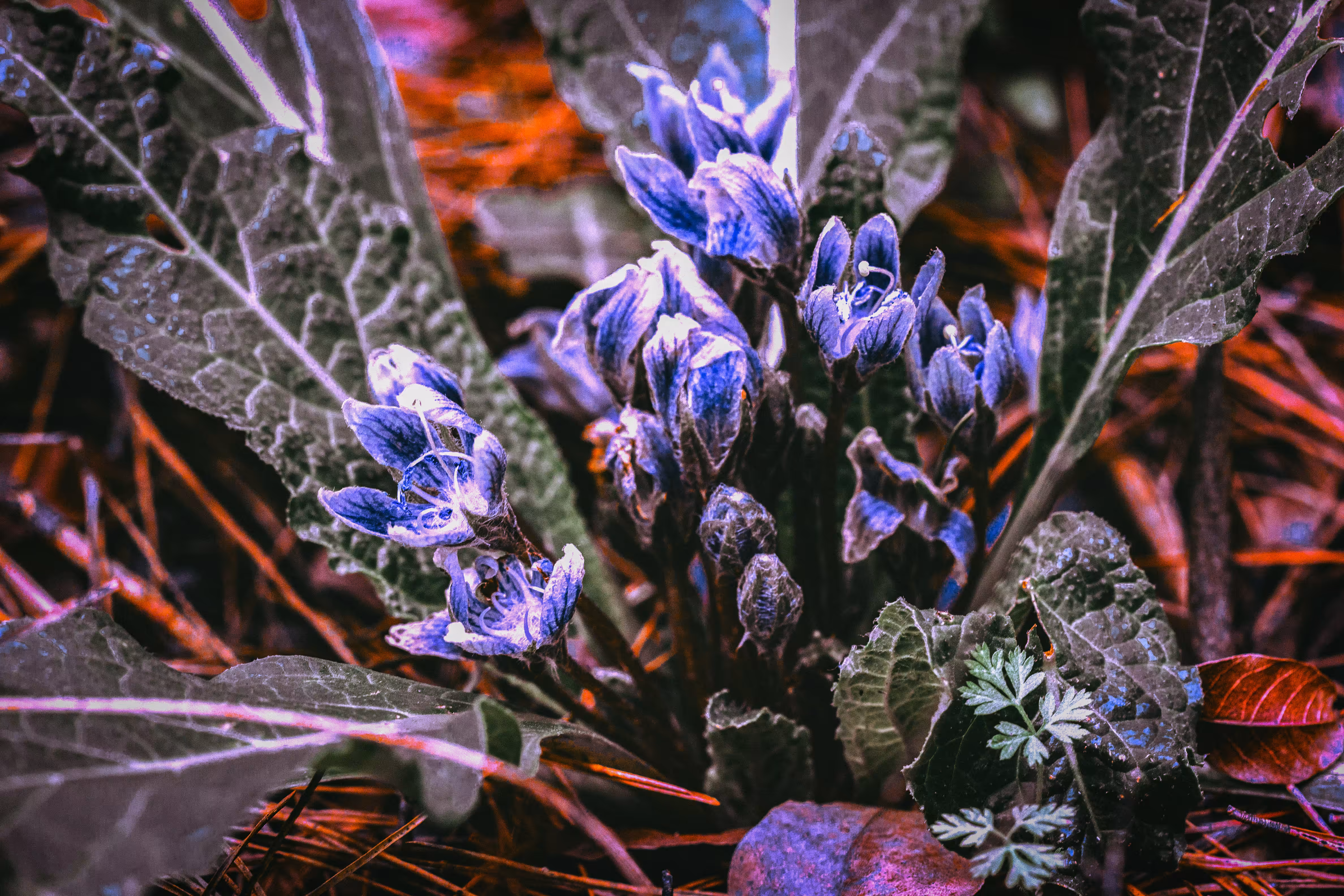 Mandrake 