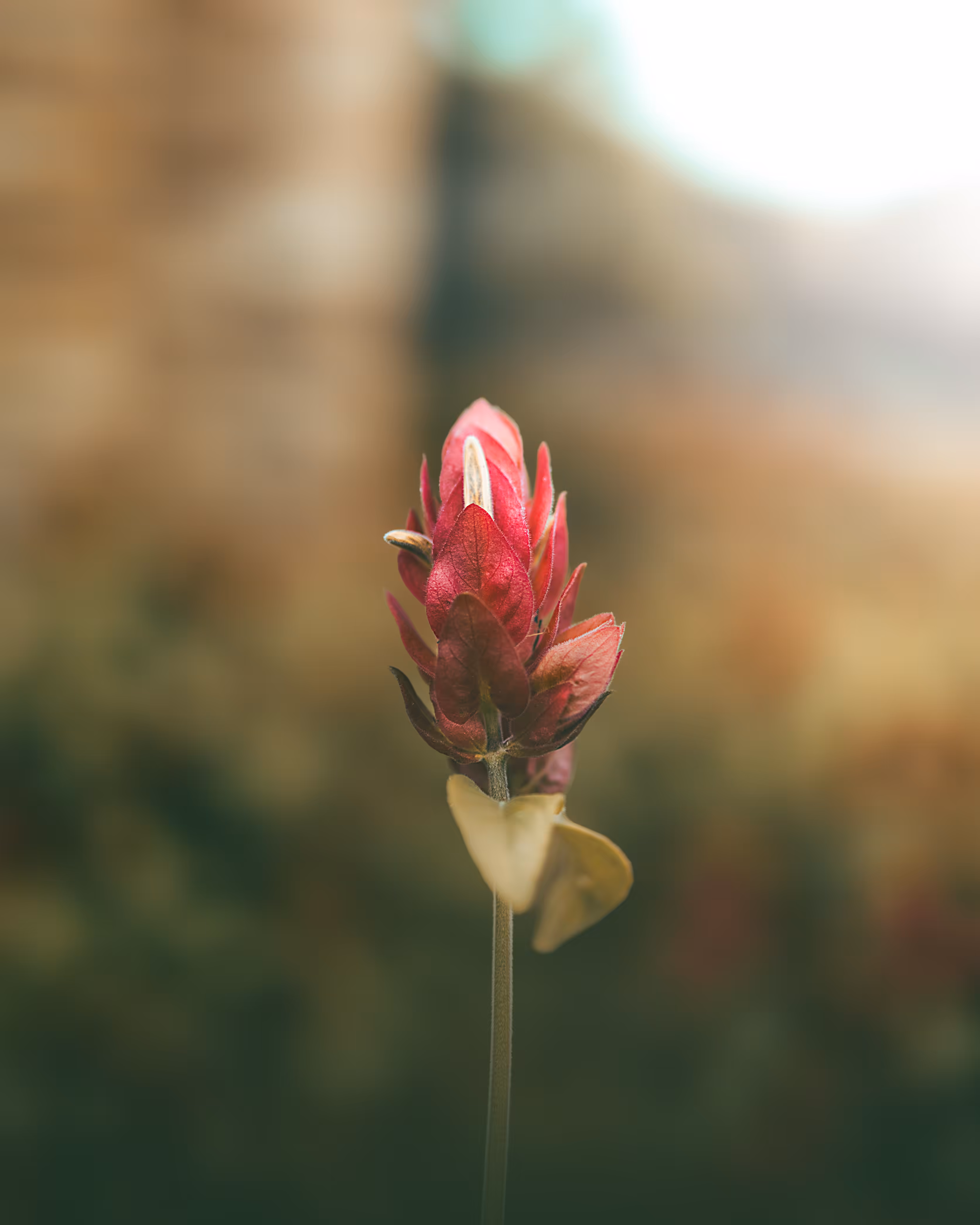 Simplicity