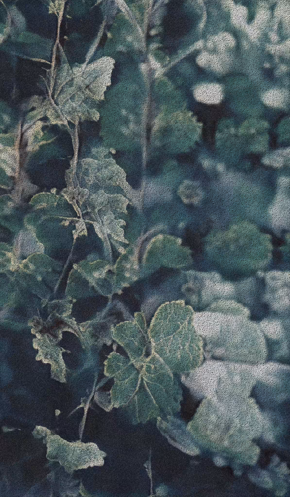 APPARATUS-VITIS: Apparatus Vitis #23