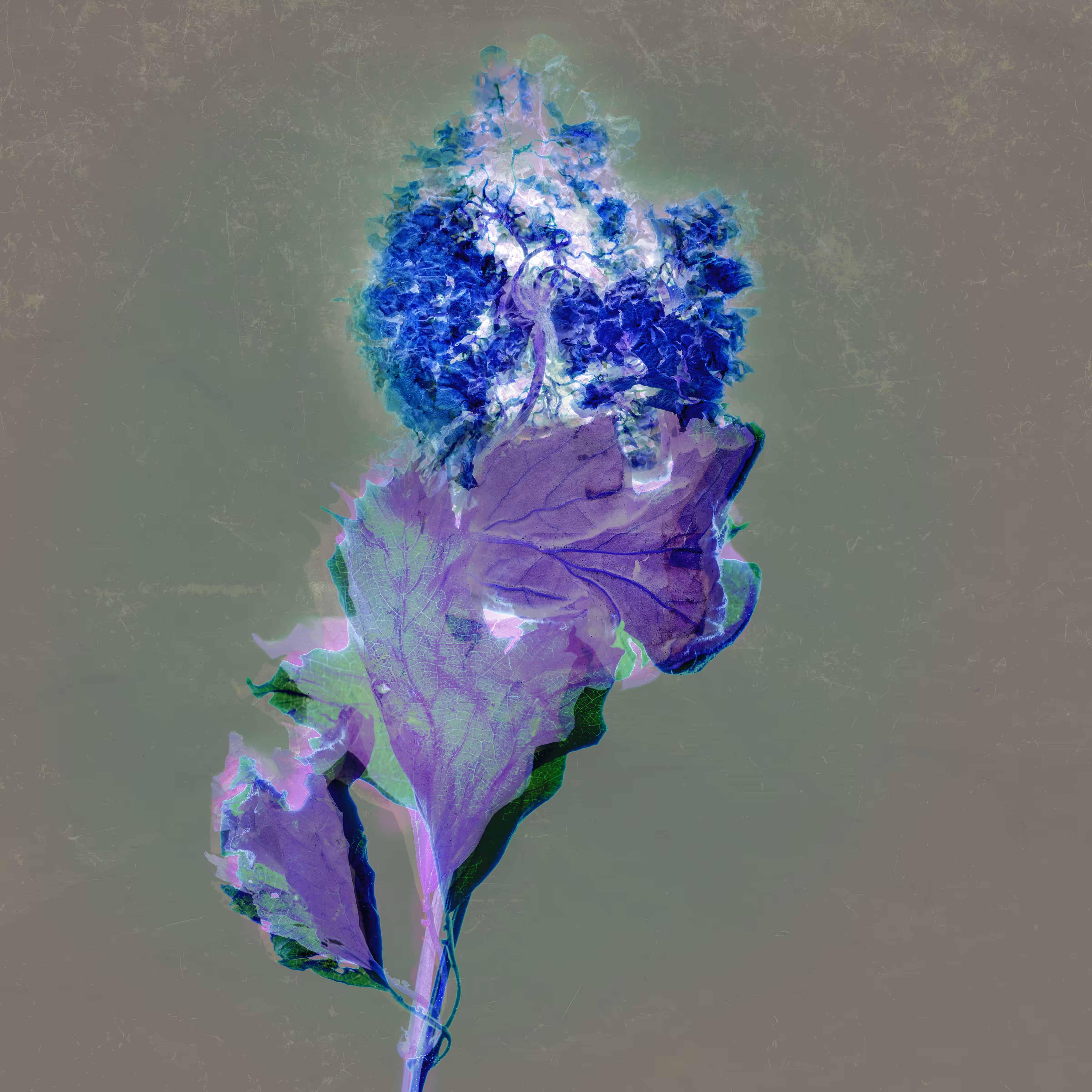 Vegetal Blue dried Flower