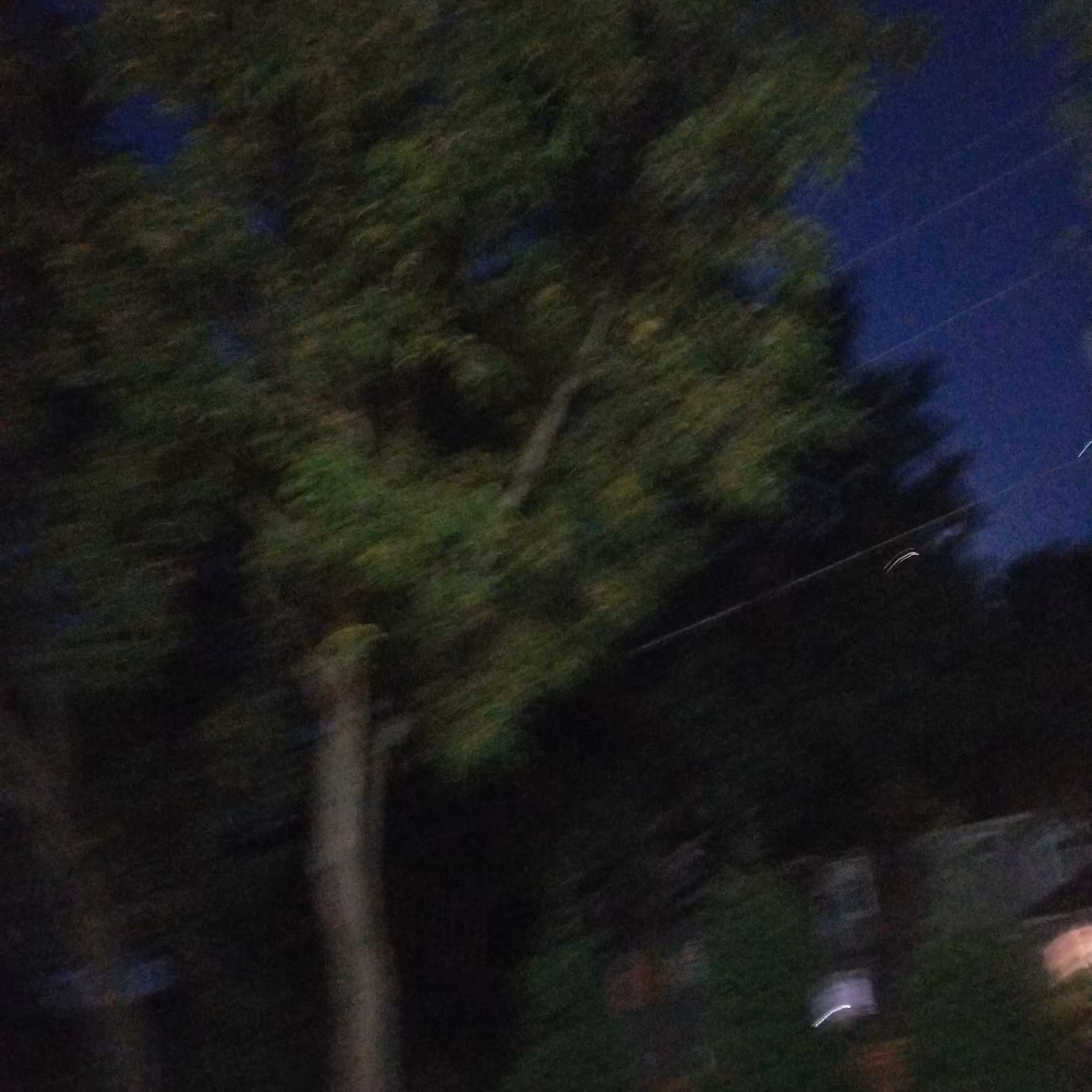 trees @ night