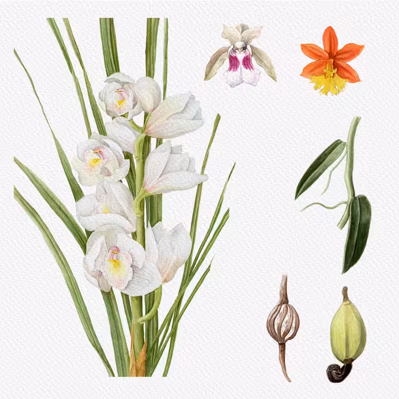 Botanical Illustration - Orchids 1 #27