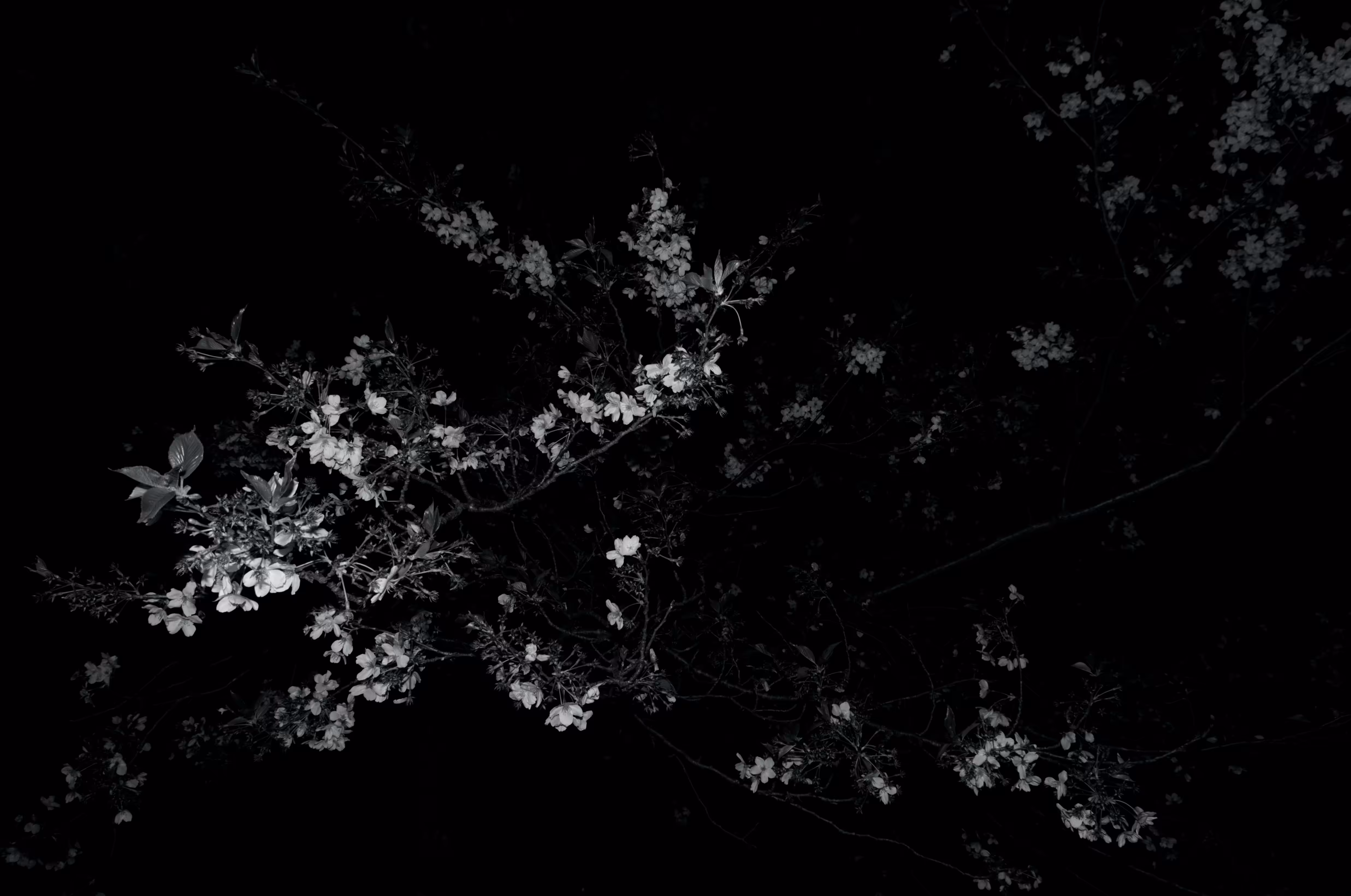 Heaven Series: Mark of Darkness – Flower