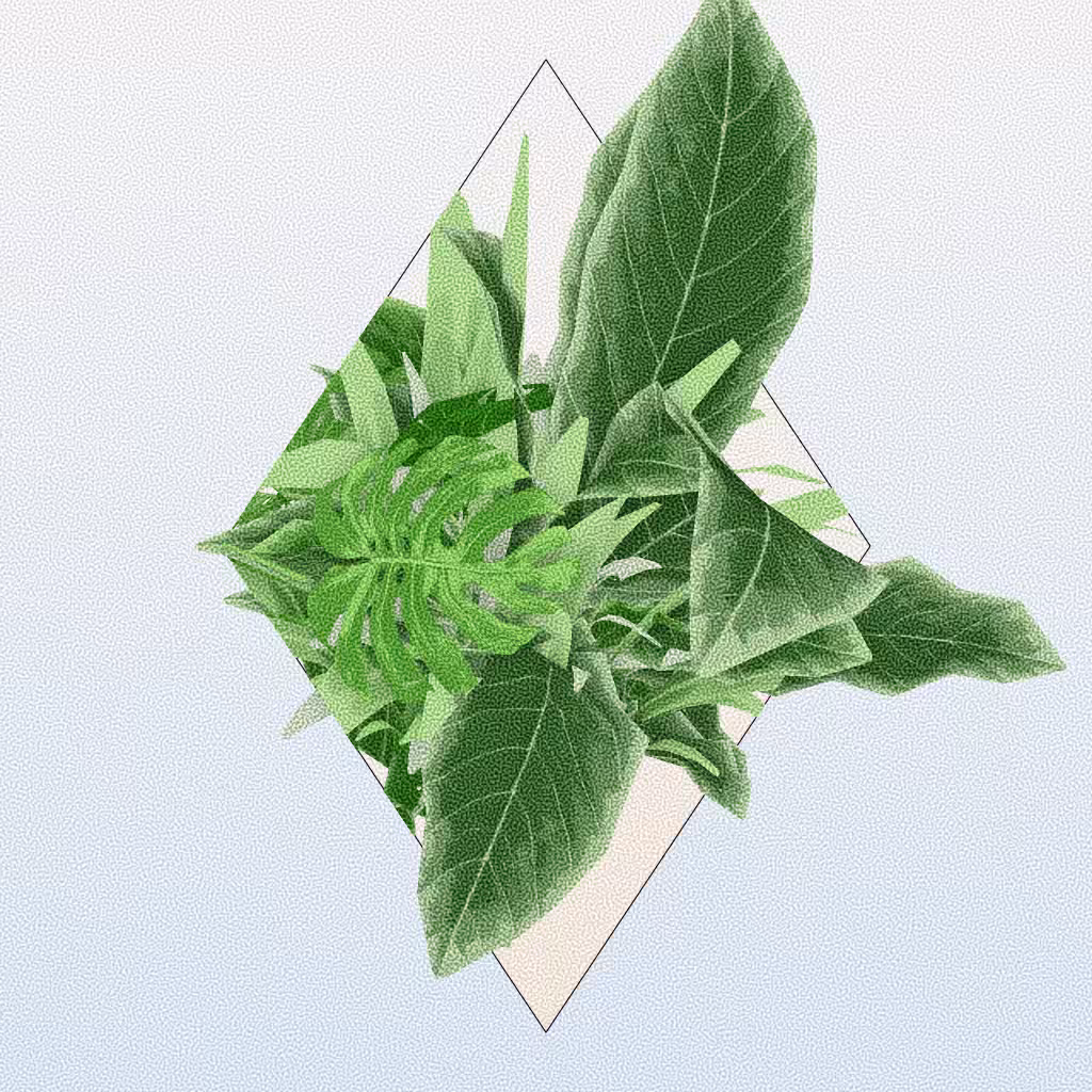 Botany #67