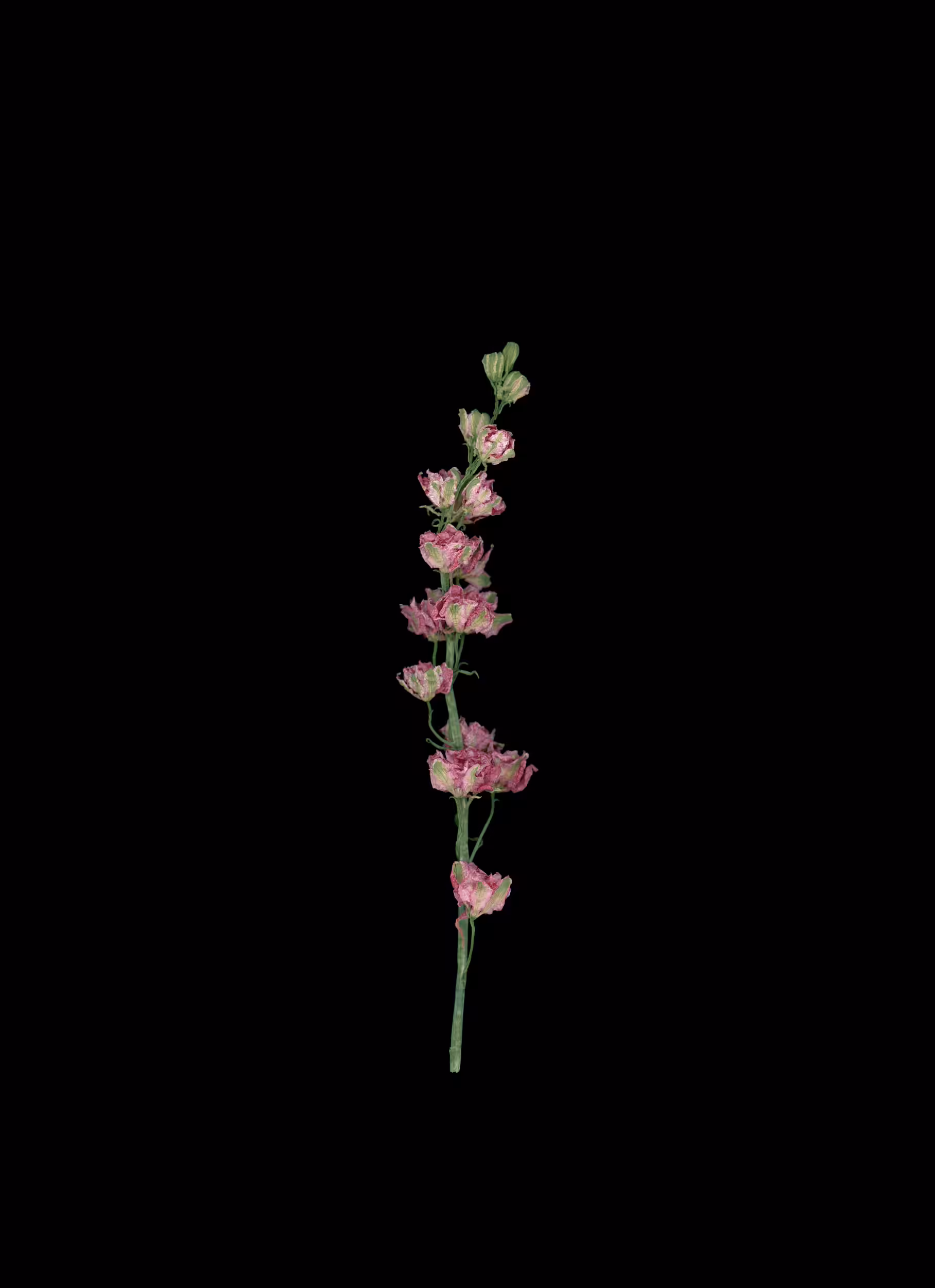 Larkspur (2020)