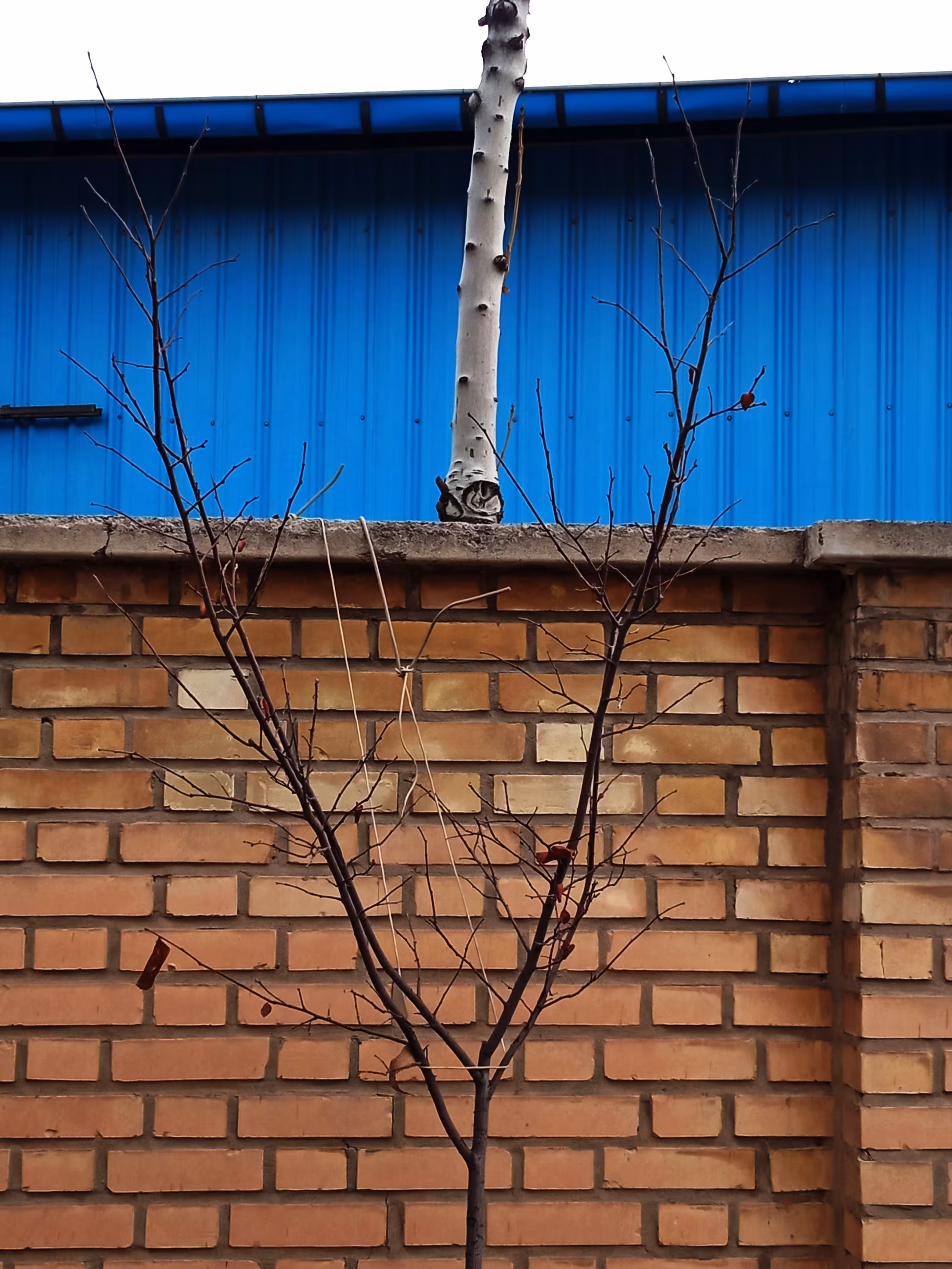 Workplace Trees #4