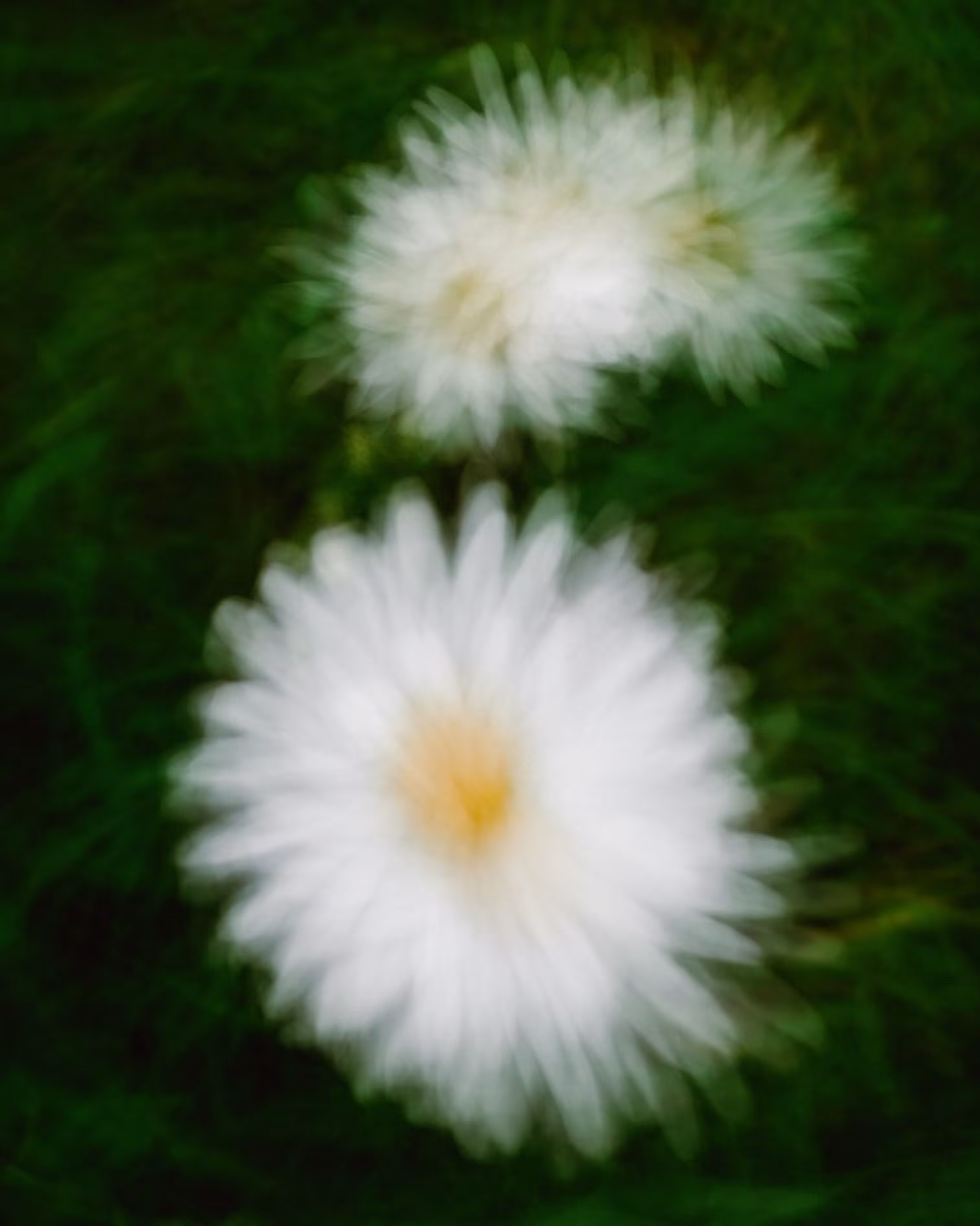 Daisy Trip