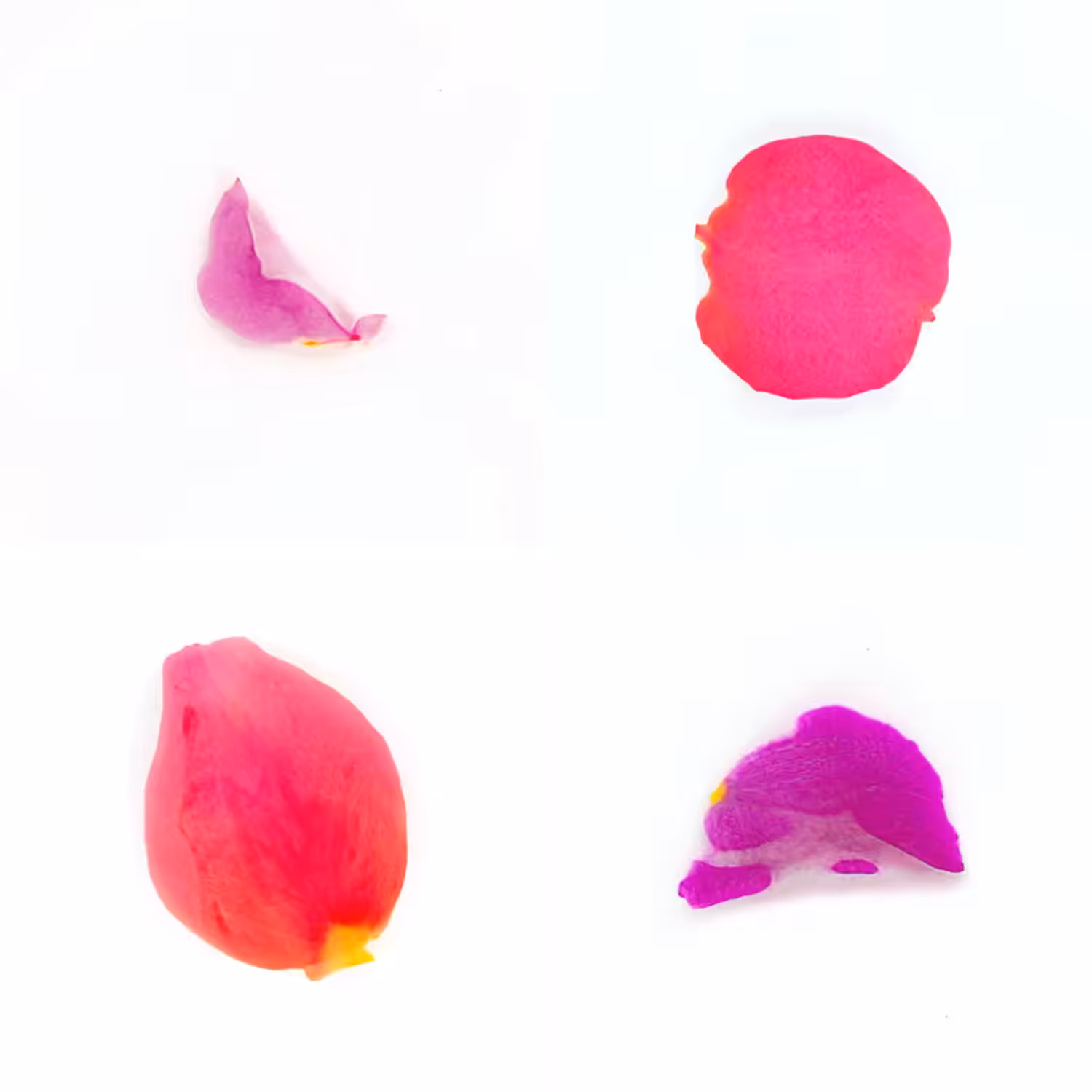 Infinite Petals 2x2#4145