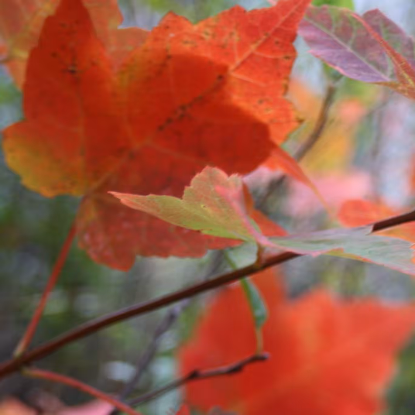 New Hampshire Fall Foliage