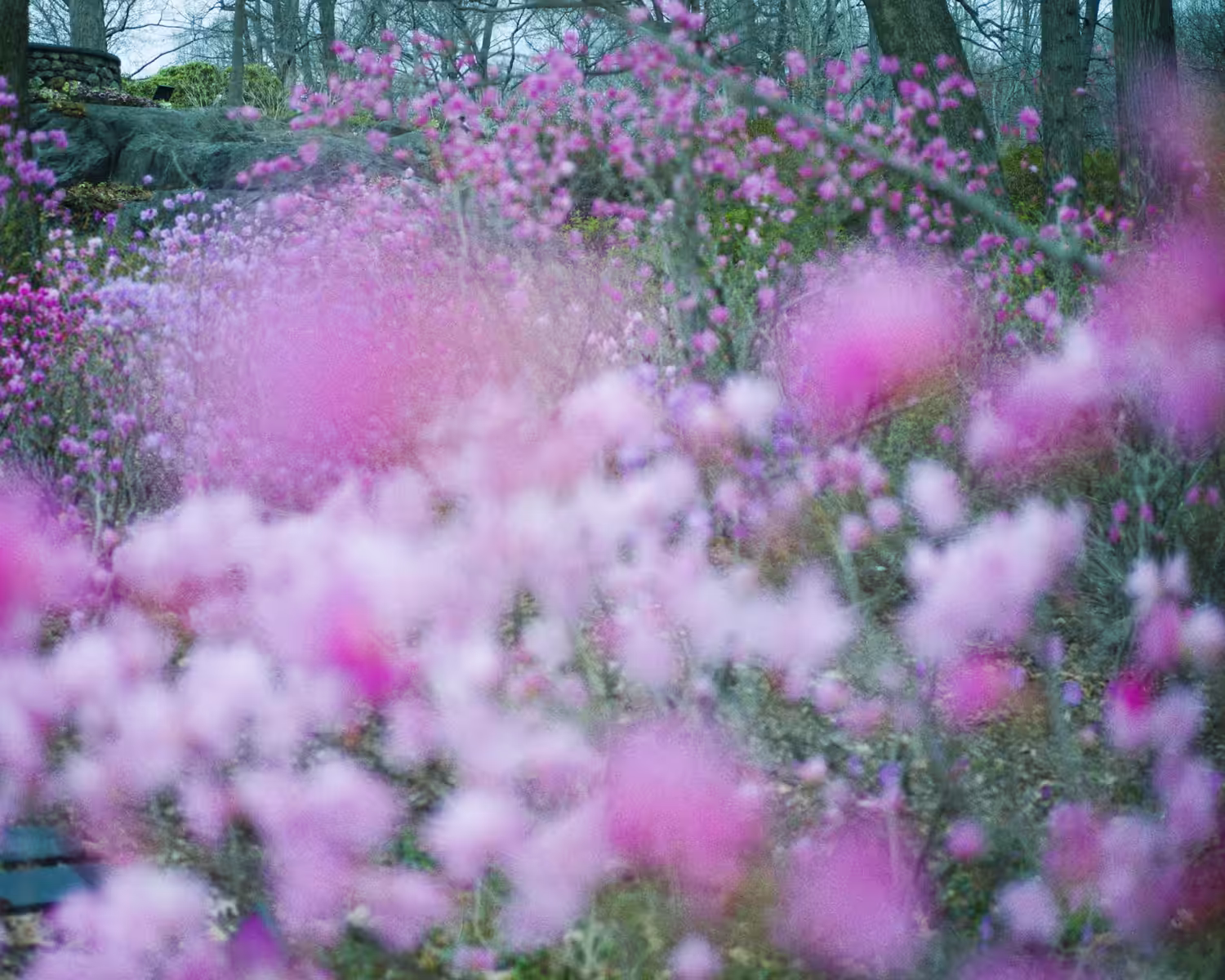 Breathing flowers