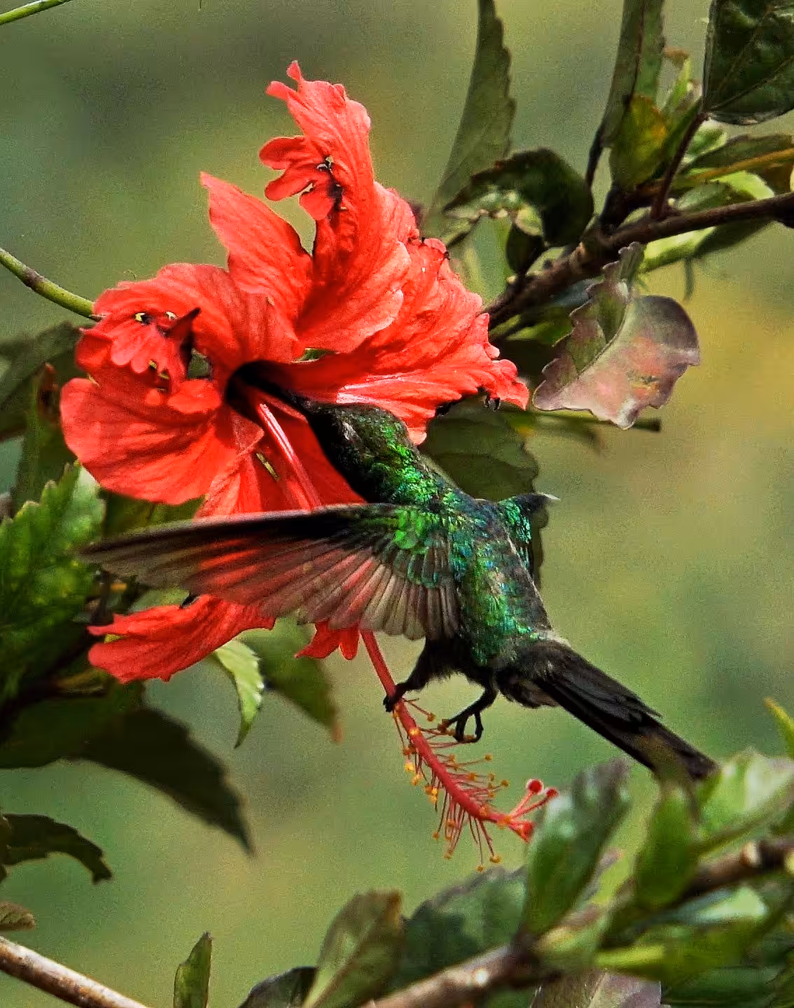 The zunzún Endemic Bird
