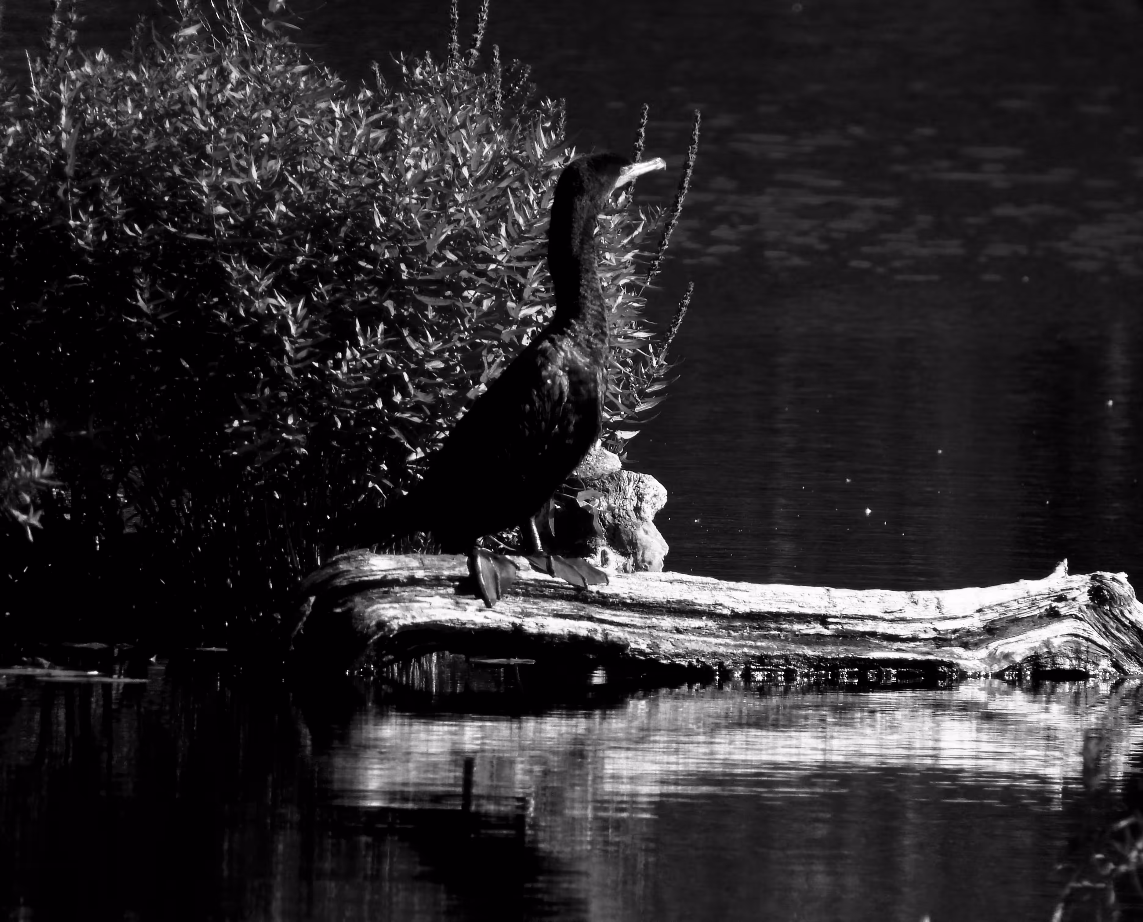 HICtober #31 - Double-crested Cormorant