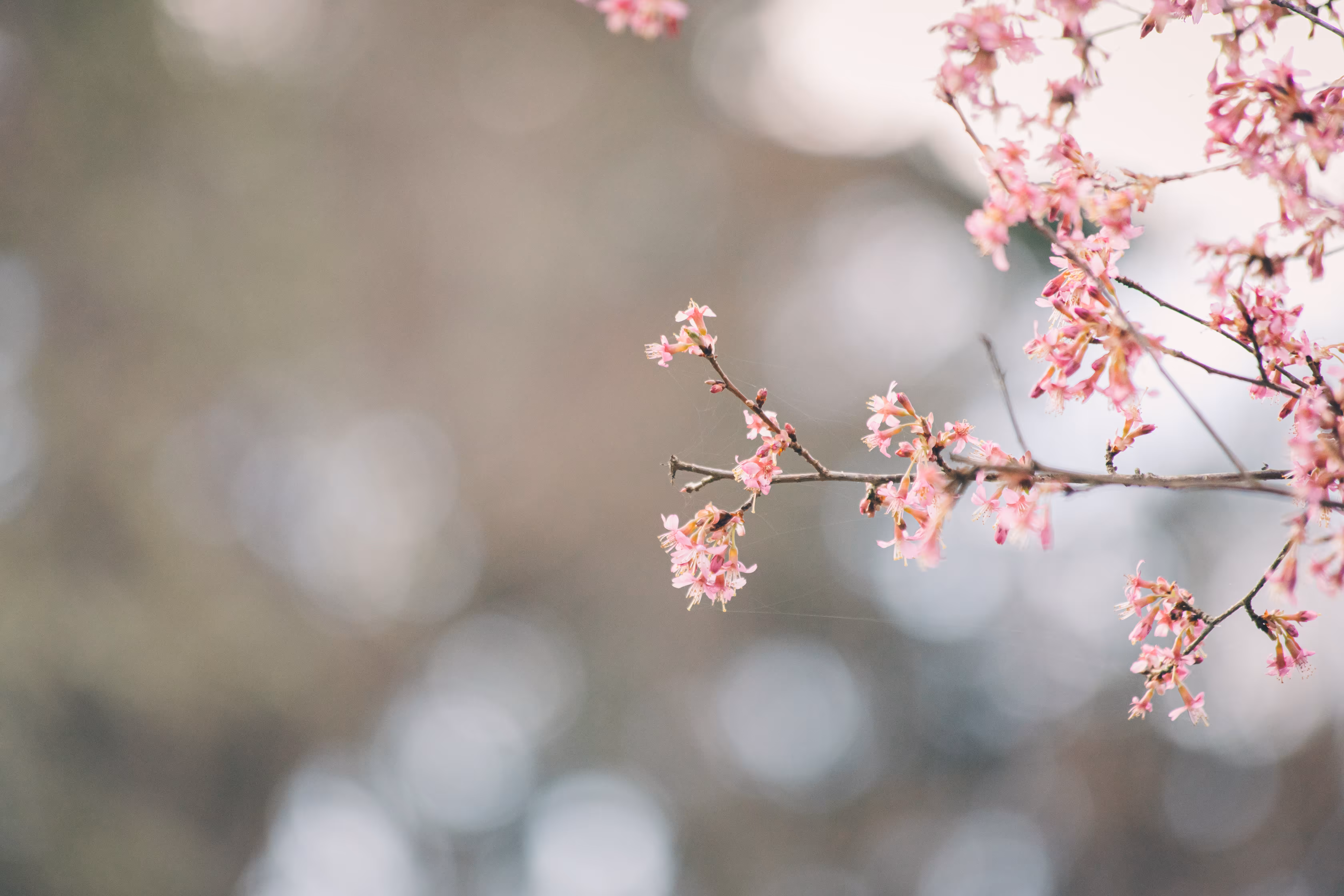 A Sign of Spring