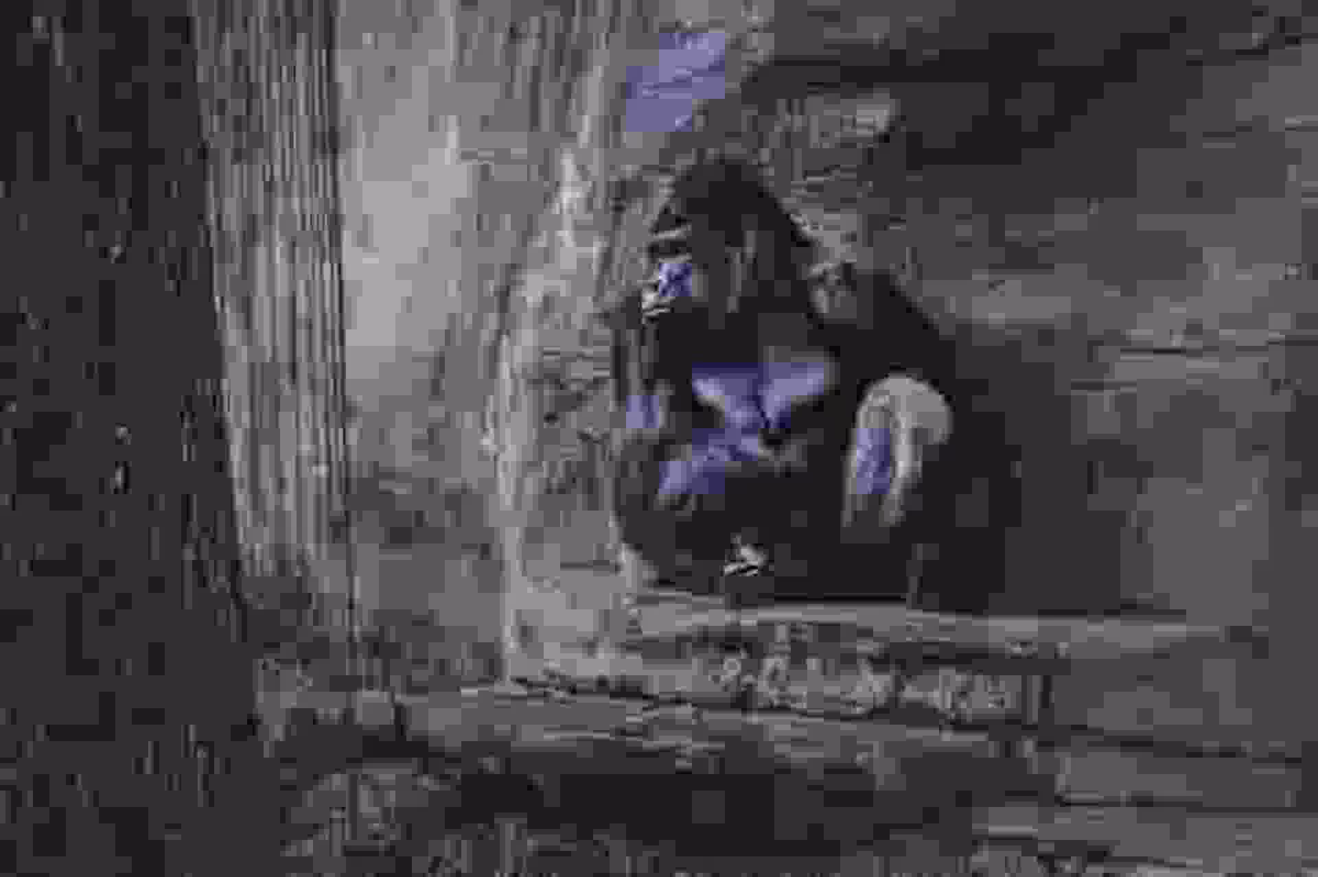 Losses.08. Gorilla