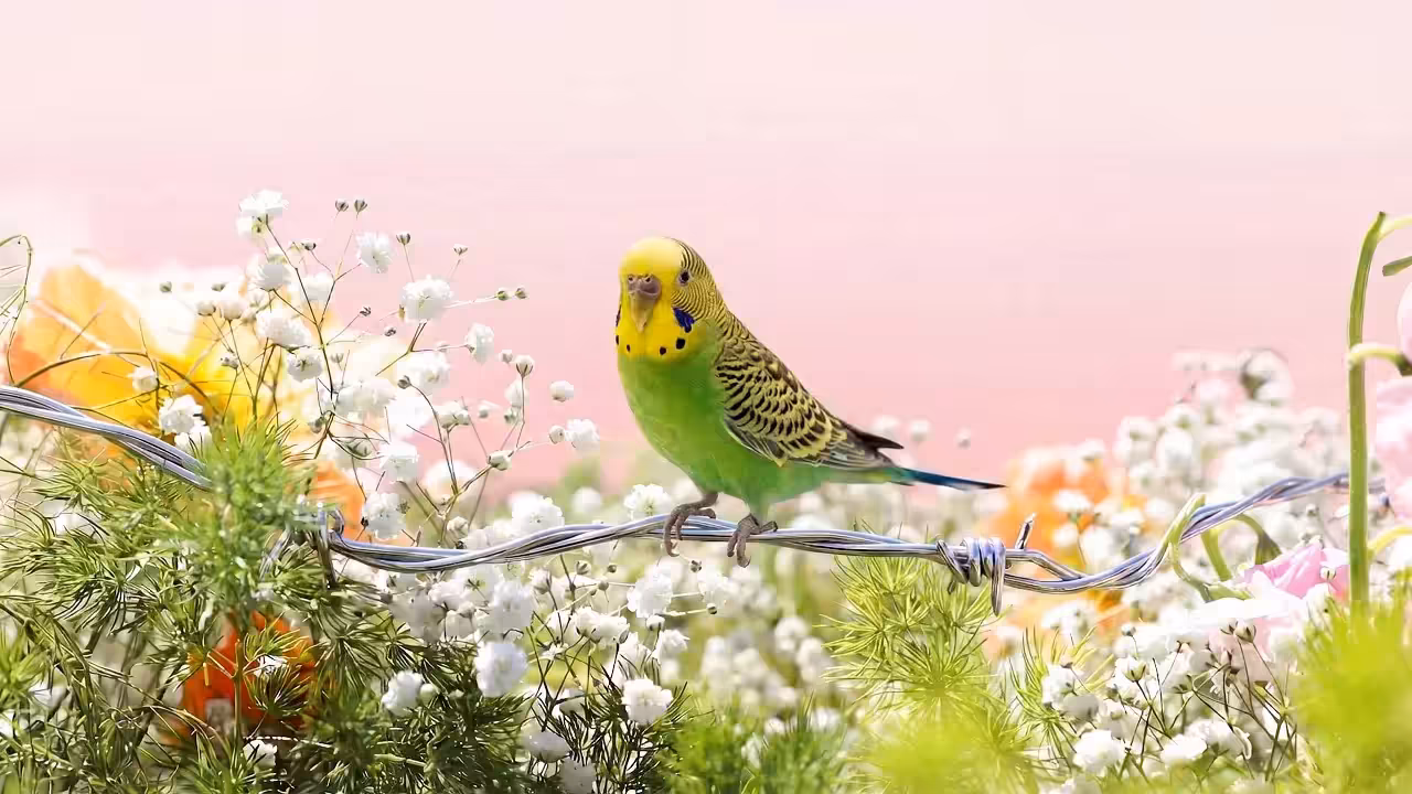 Kiwi, A Place Between