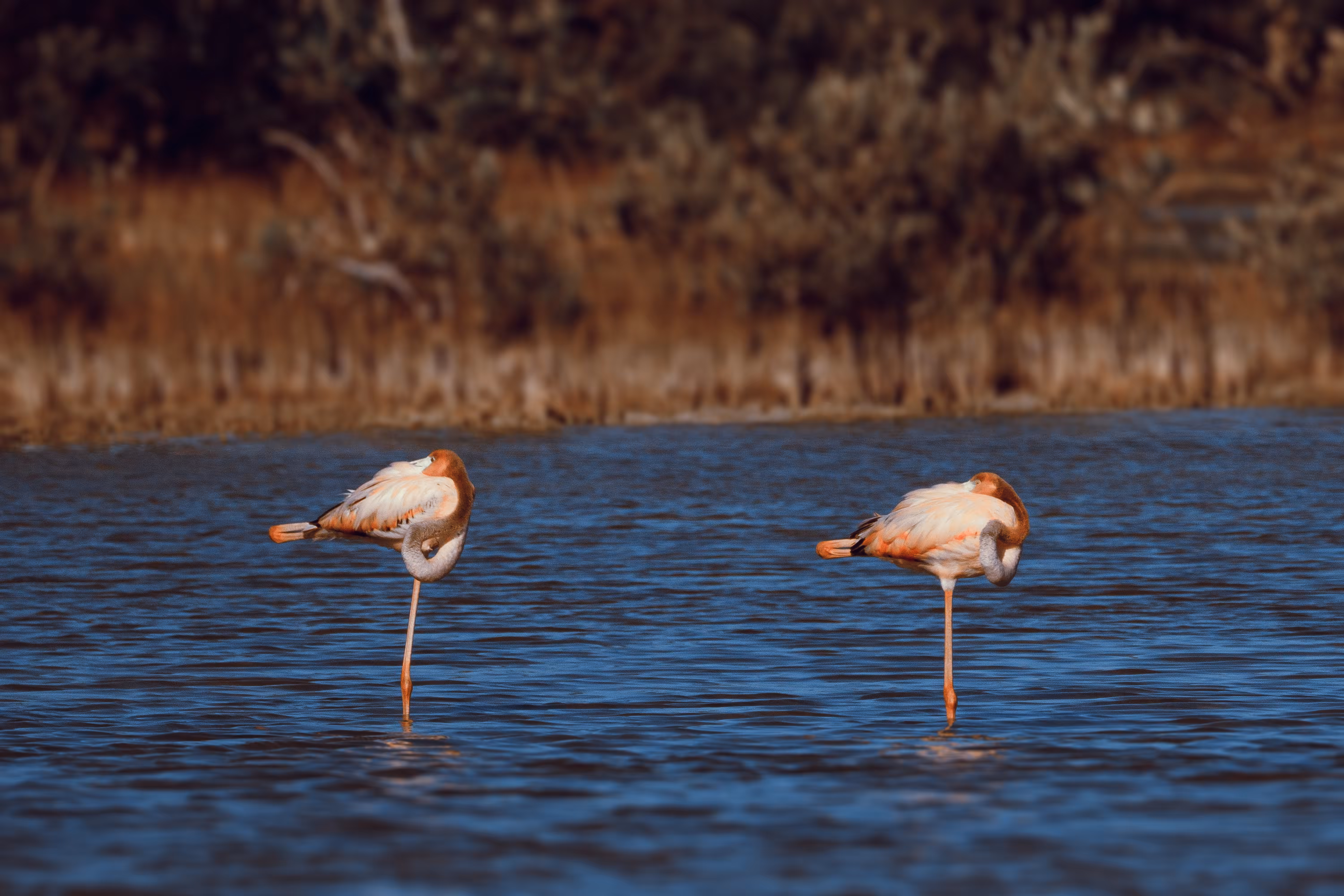Flamingos on one leg