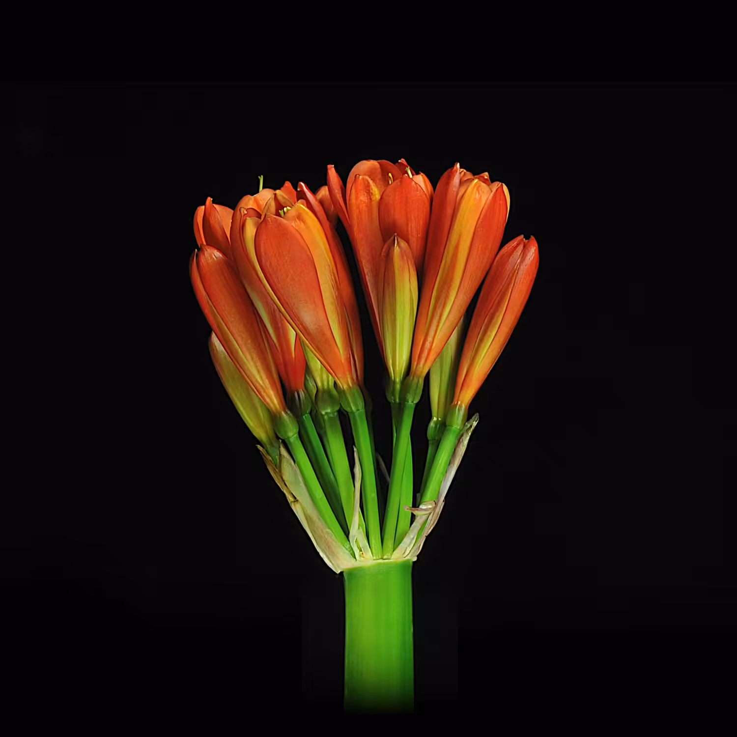 Bloom #007-001-君子蘭
