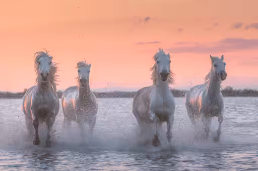 White Angels of Camargue