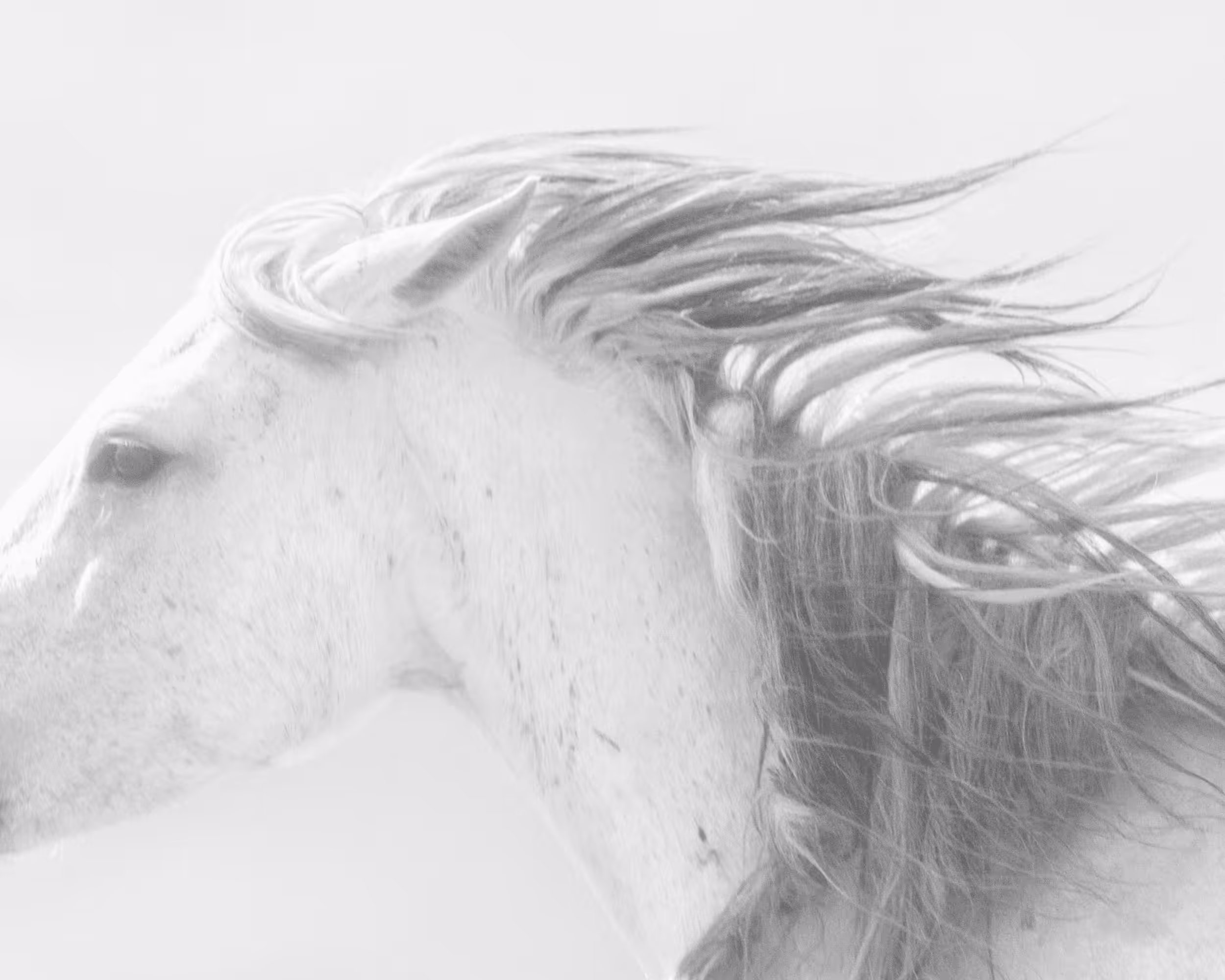 Wild Mustangs: Bolt
