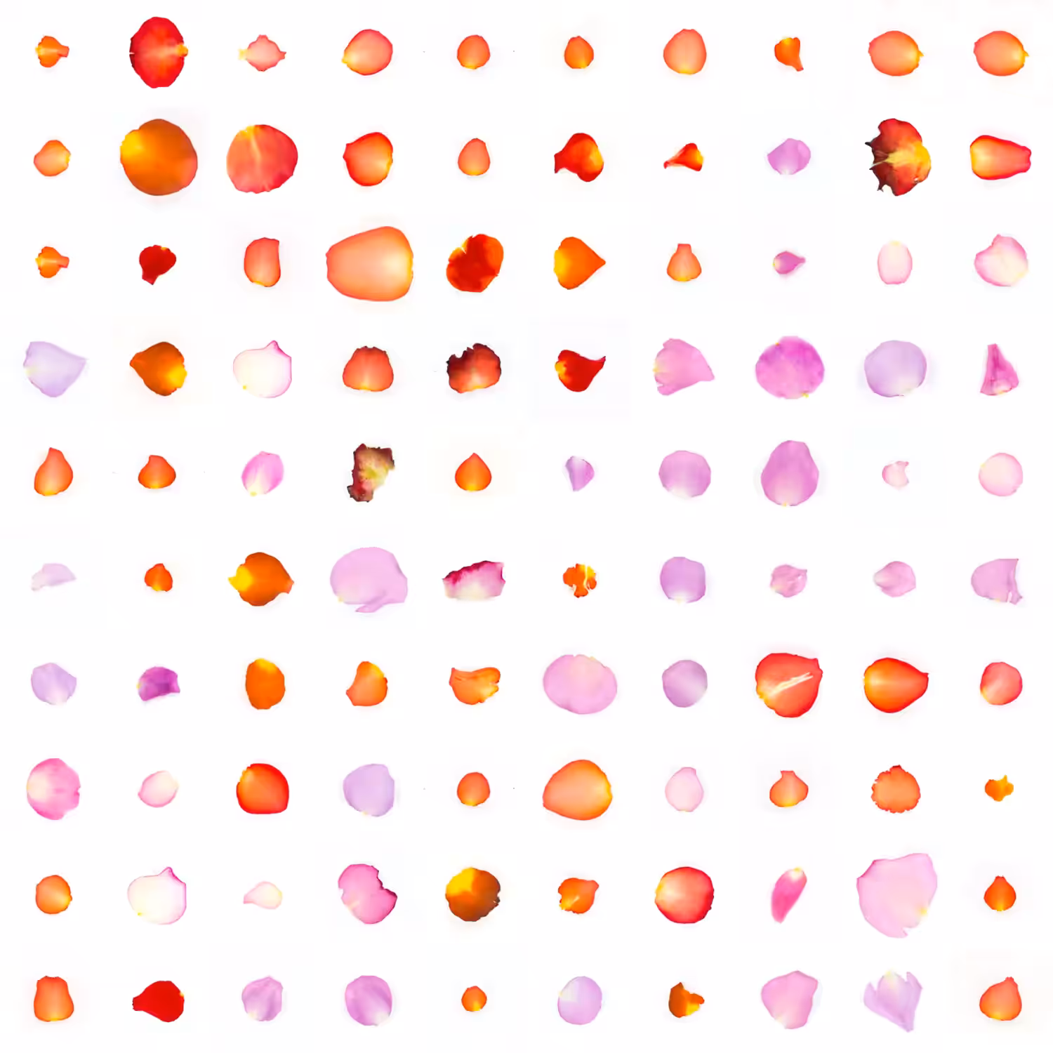 Infinite Petals 10x10#144