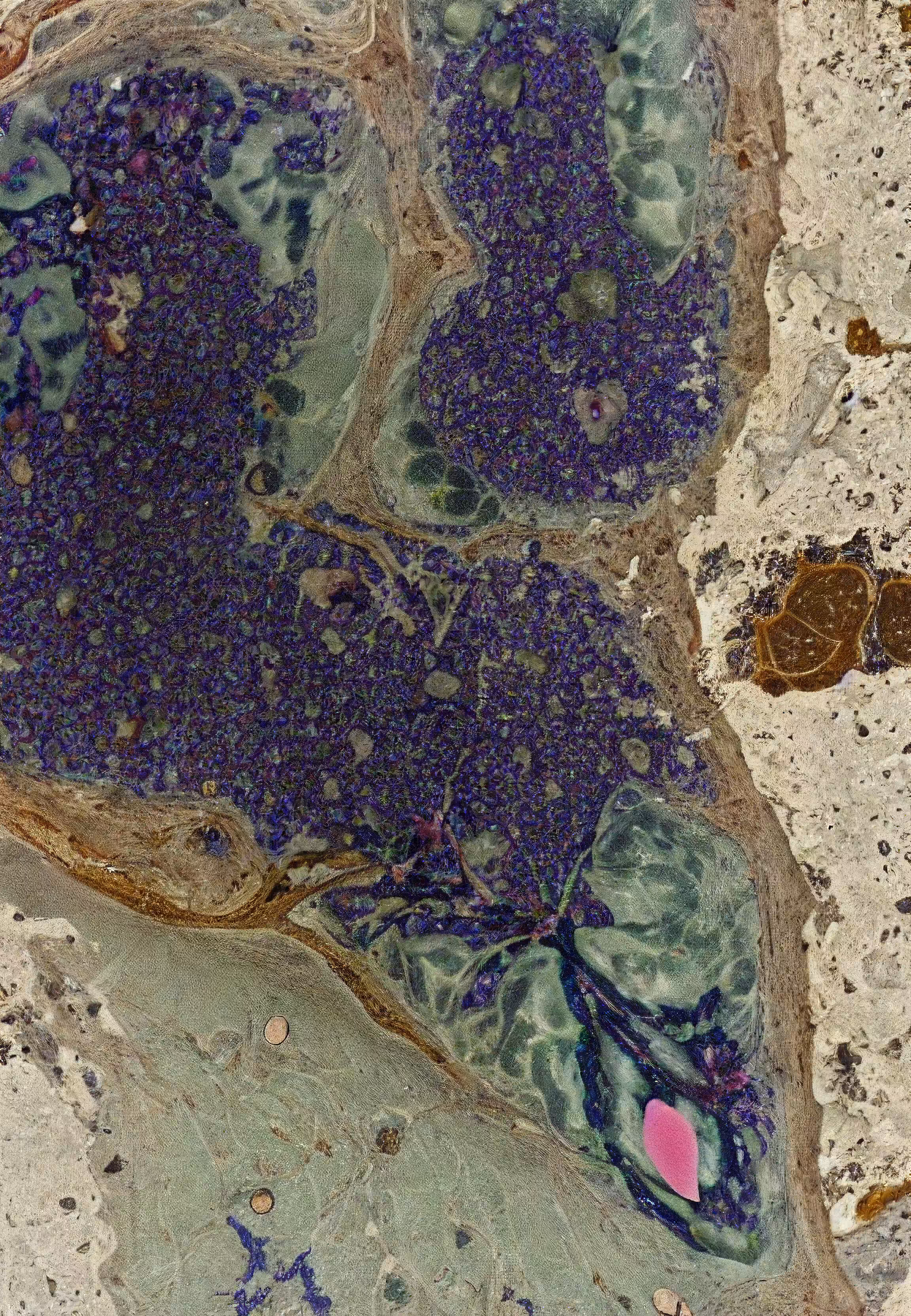 Histologia In Silico #61