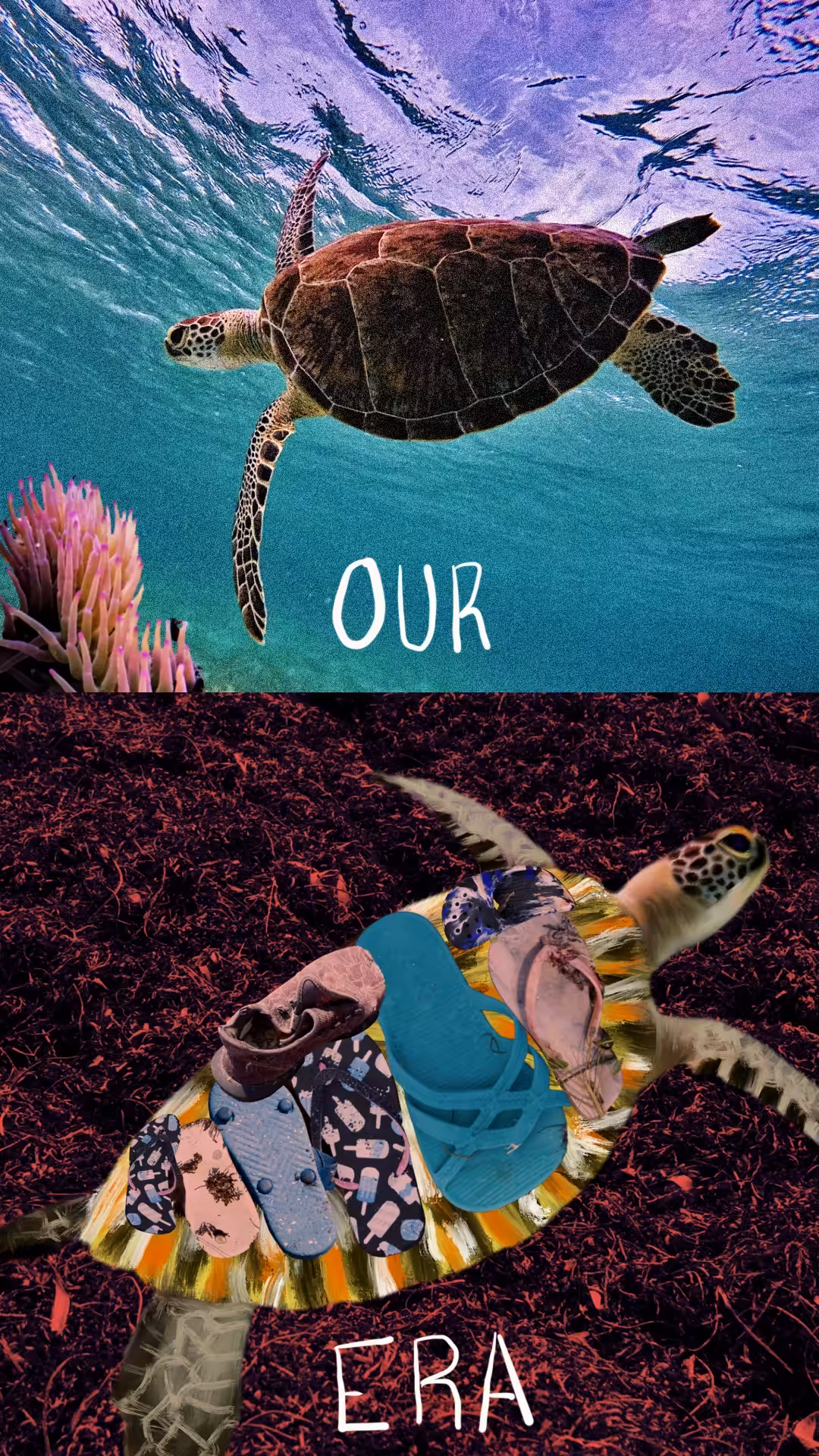 Our Era Seaturtle 
