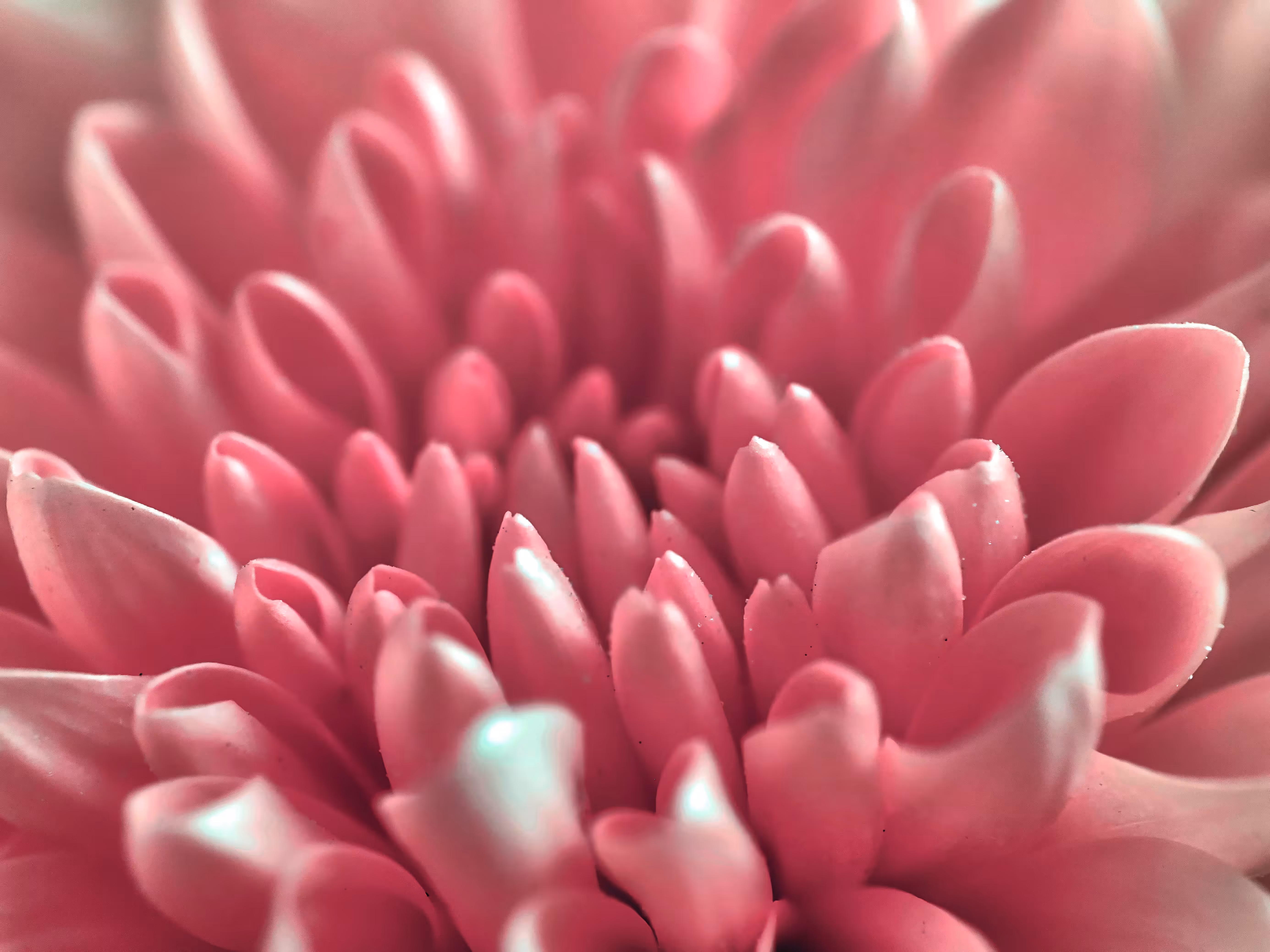 Pretty in Pink