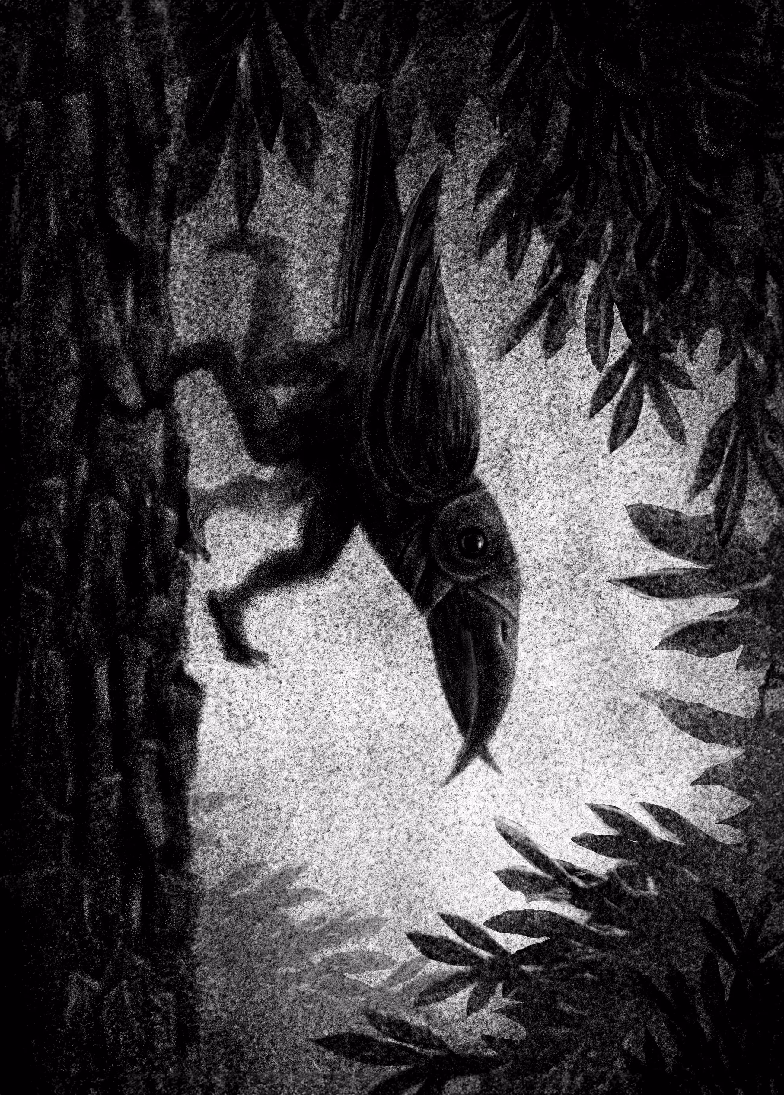 Crossbill's Walkabout.