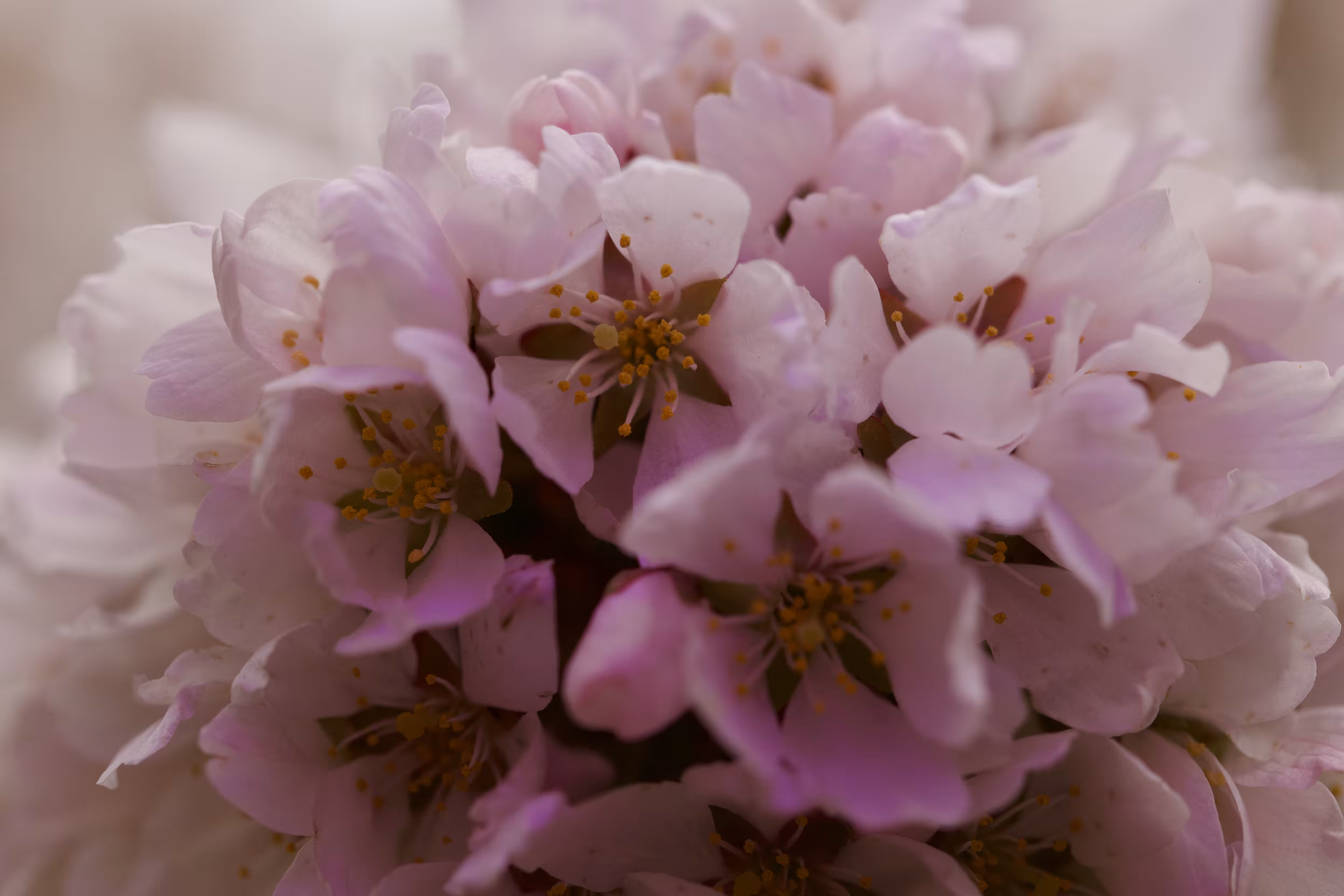 Purple Cherry Blossoms