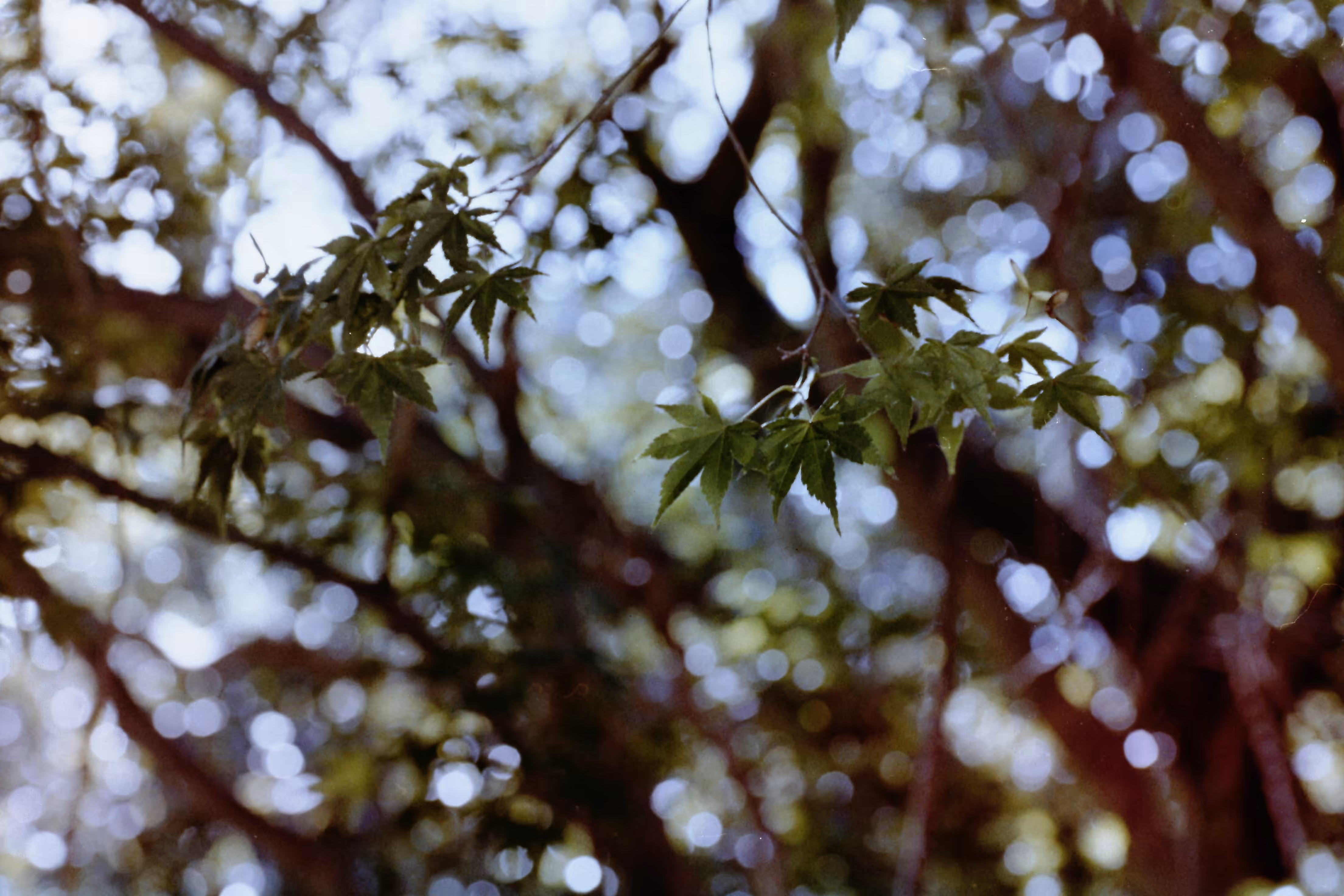 Heaven Series: The World of Film - Beautiful World