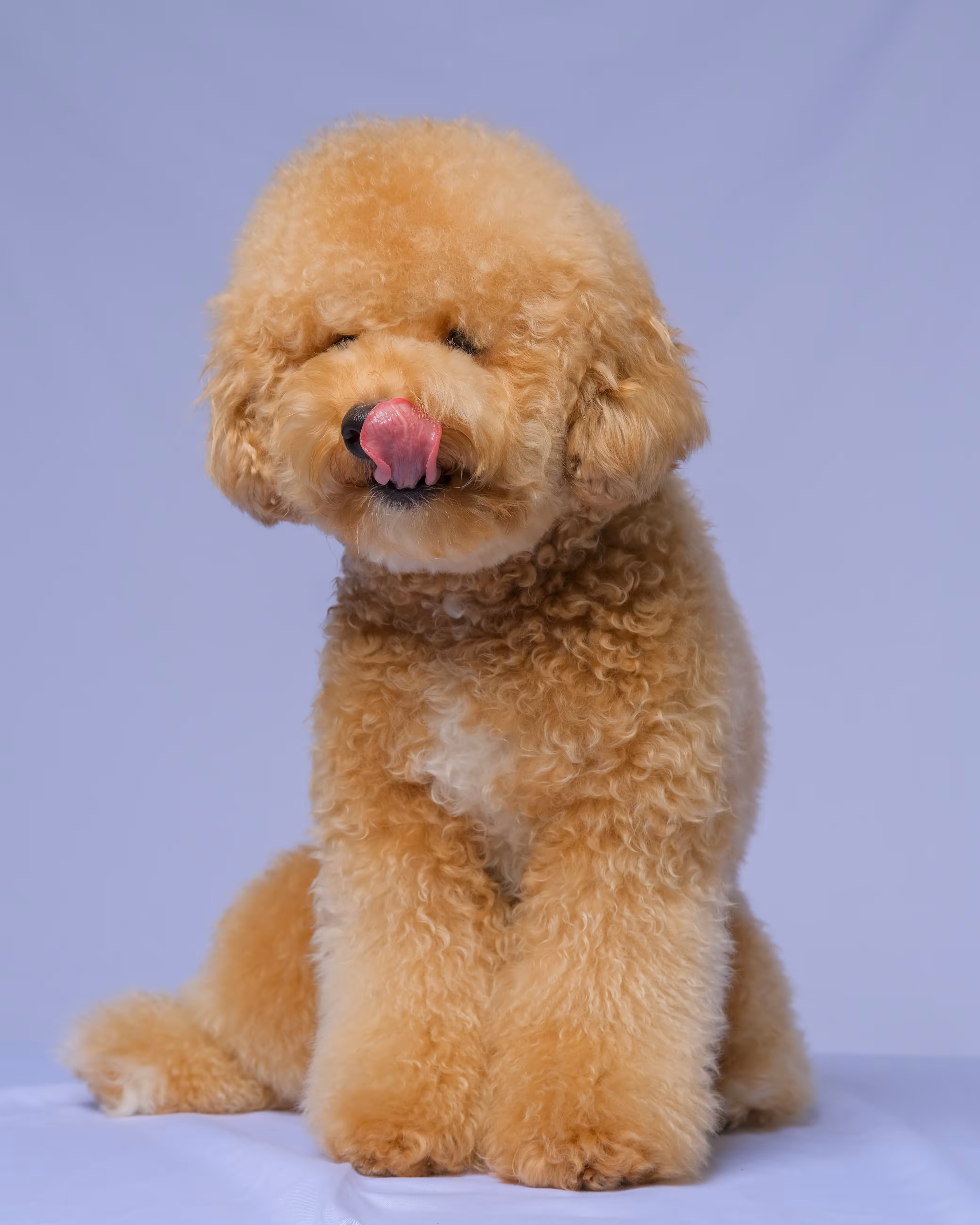 Beige Female Poodle Licking Nose