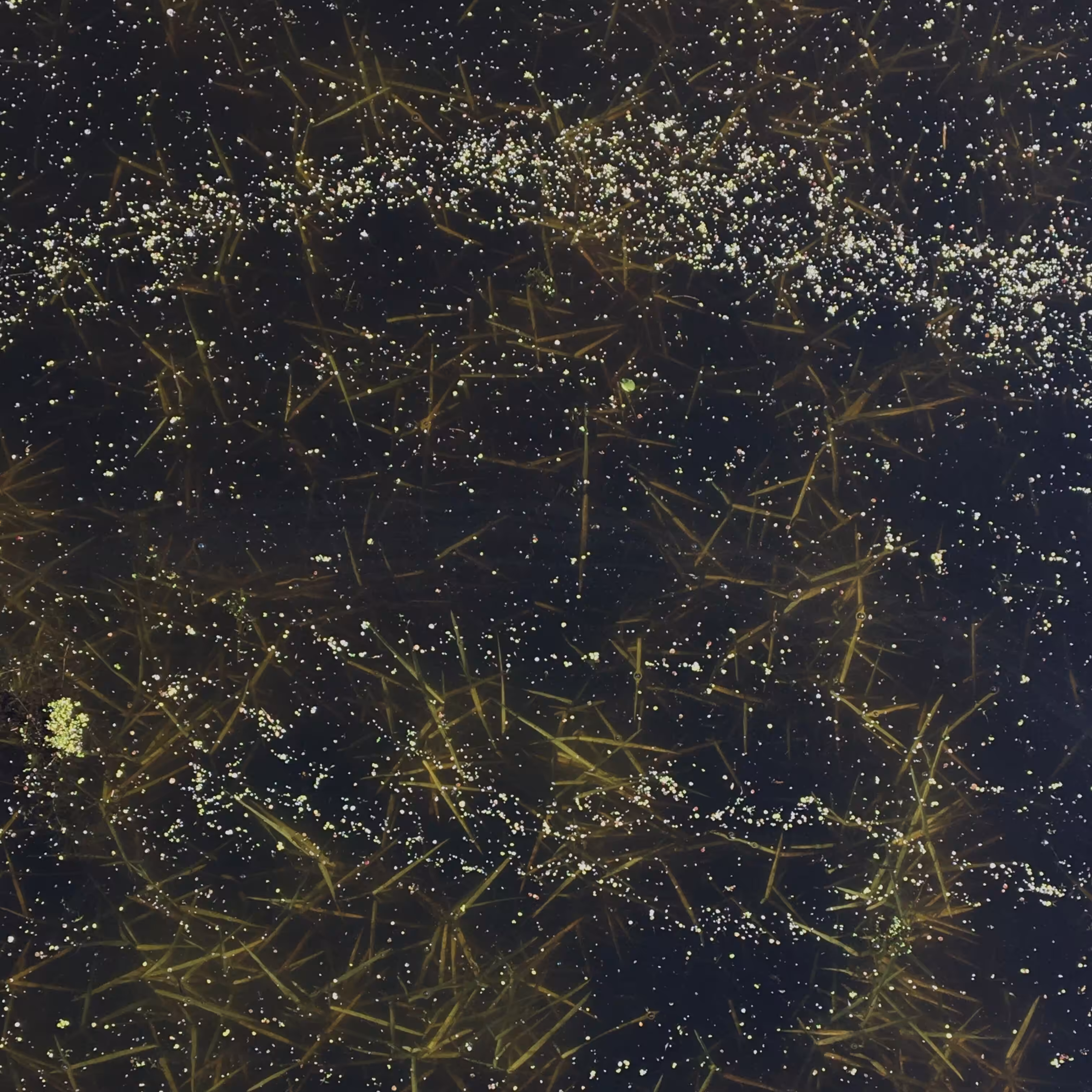 Microcosms III