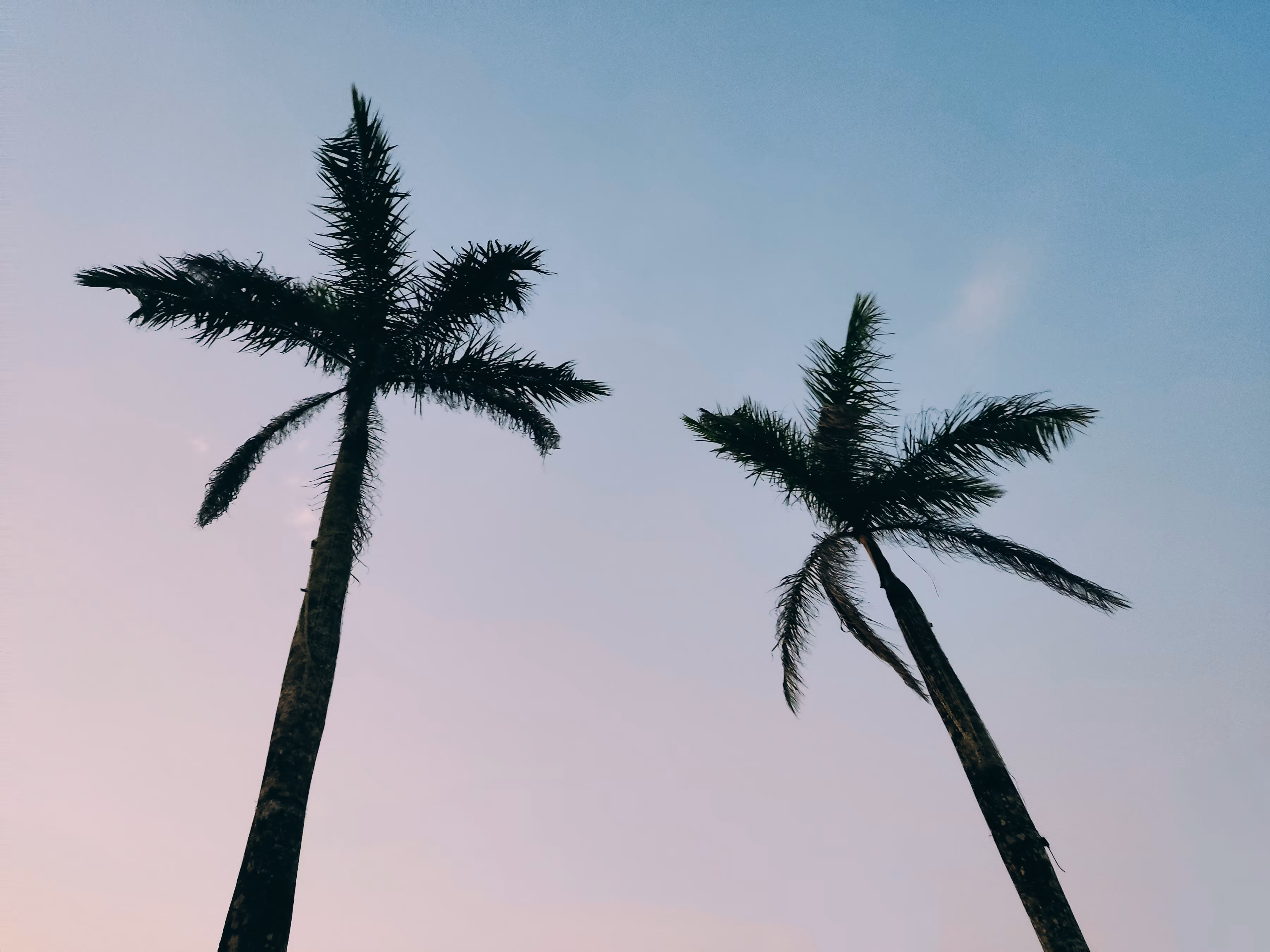 Uraba Calm palms