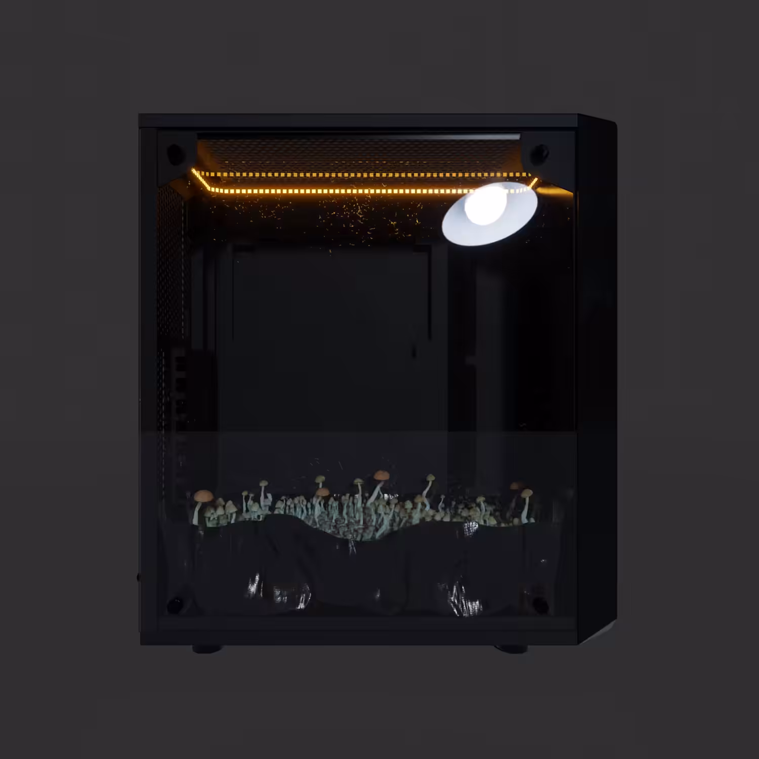 Cubensis cube