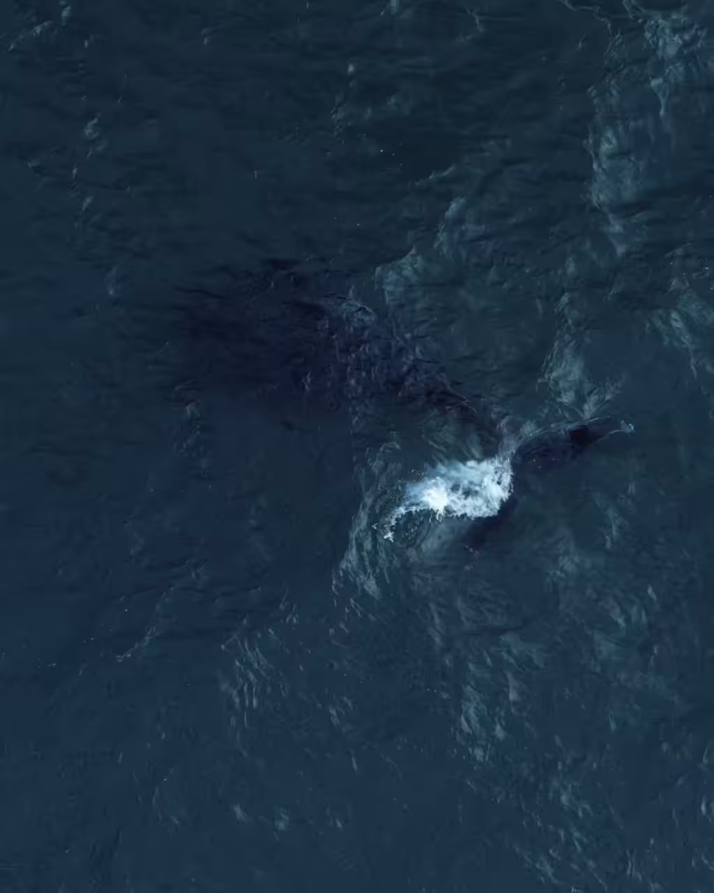 Token of the Ocean #13/73